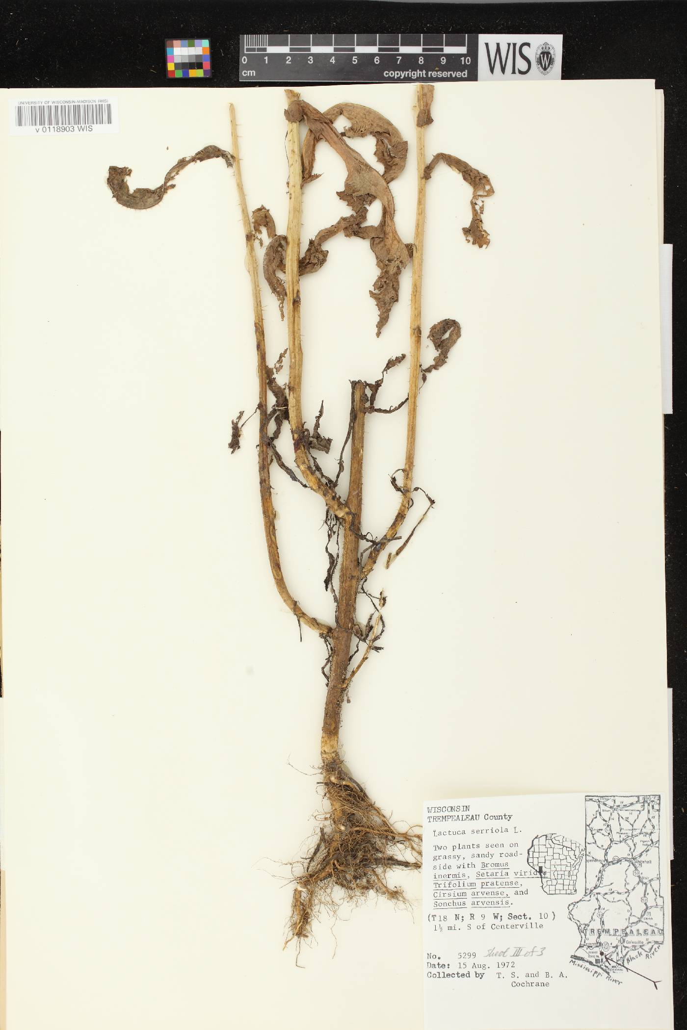 Lactuca serriola image