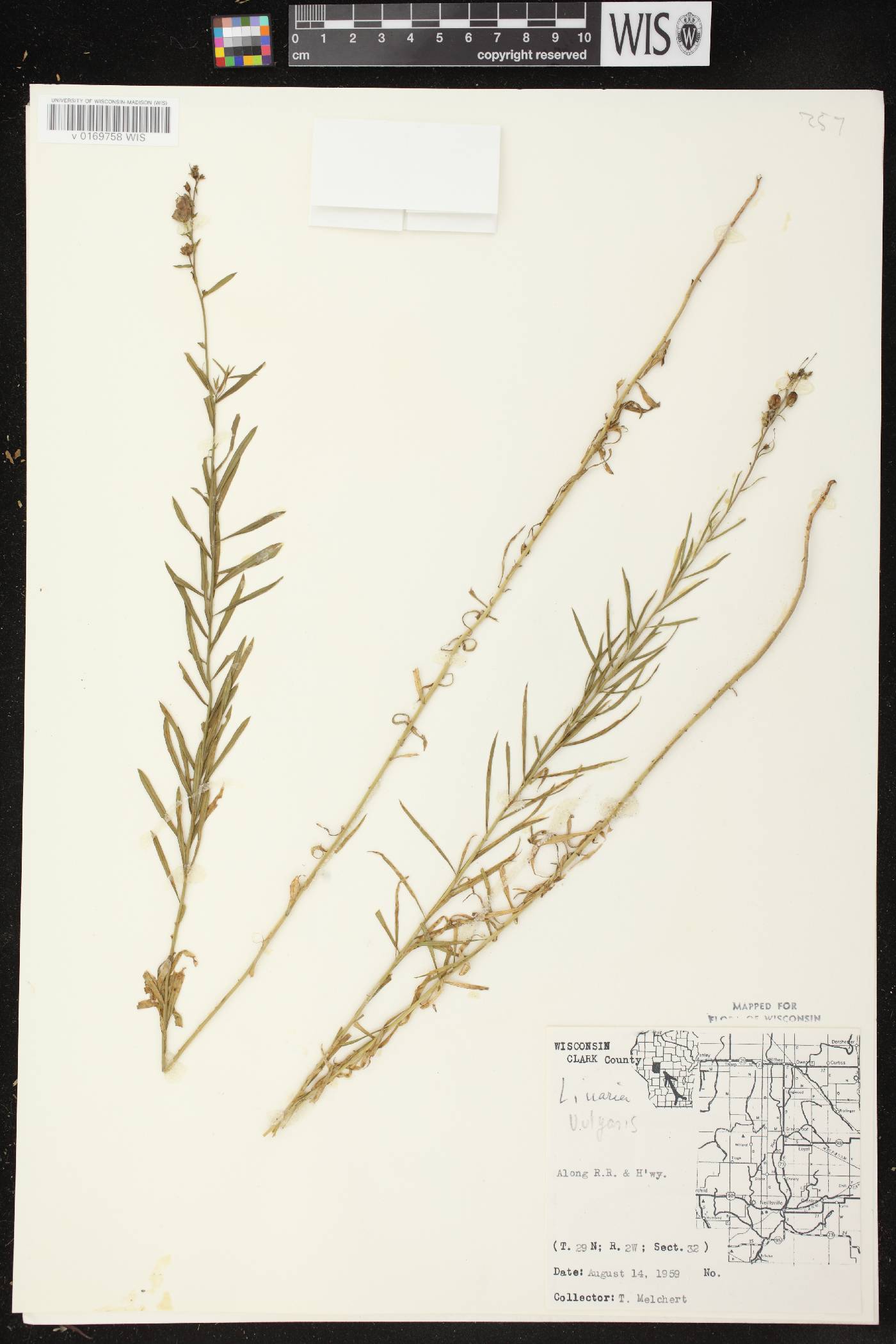 Linaria vulgaris image