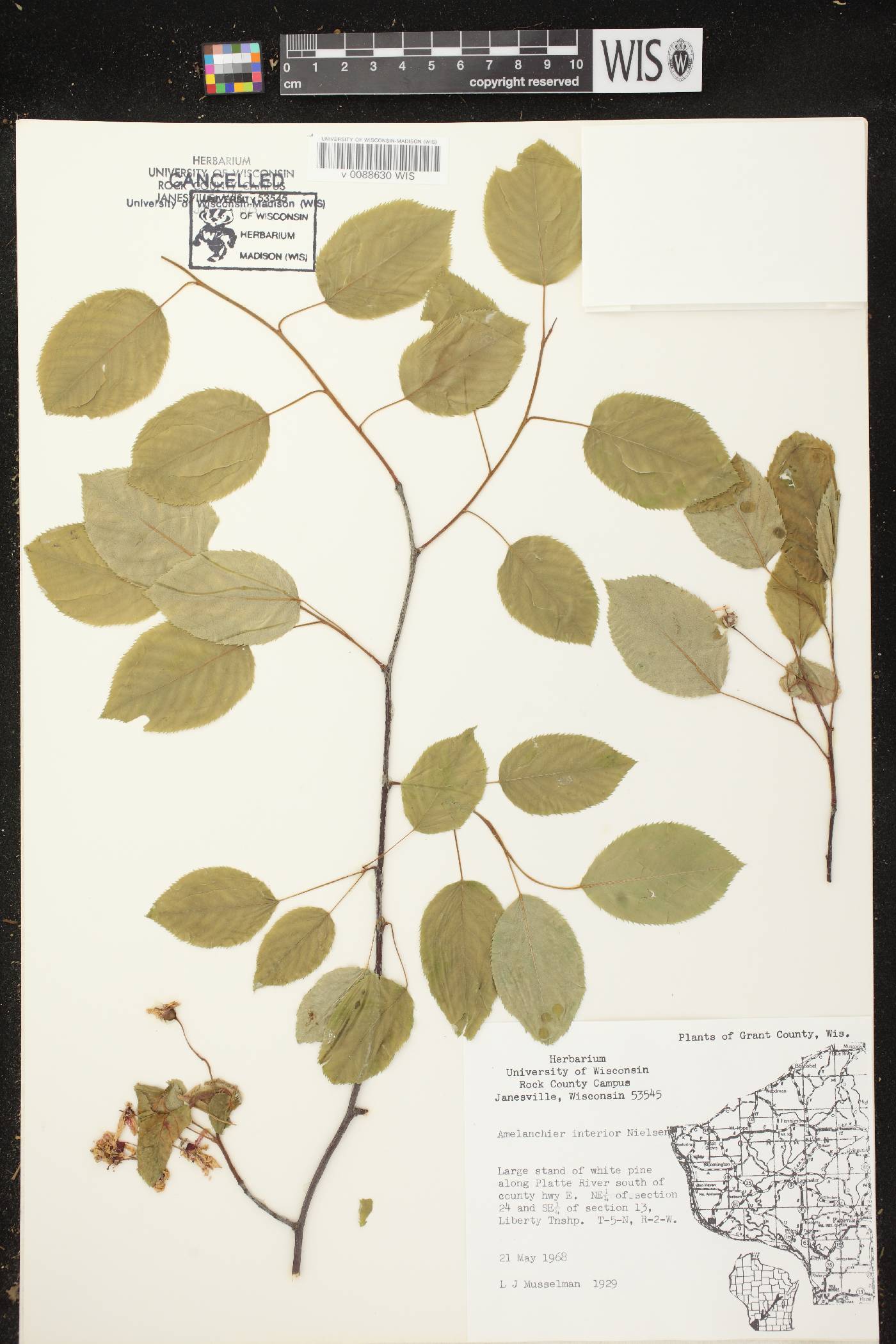 Amelanchier interior image