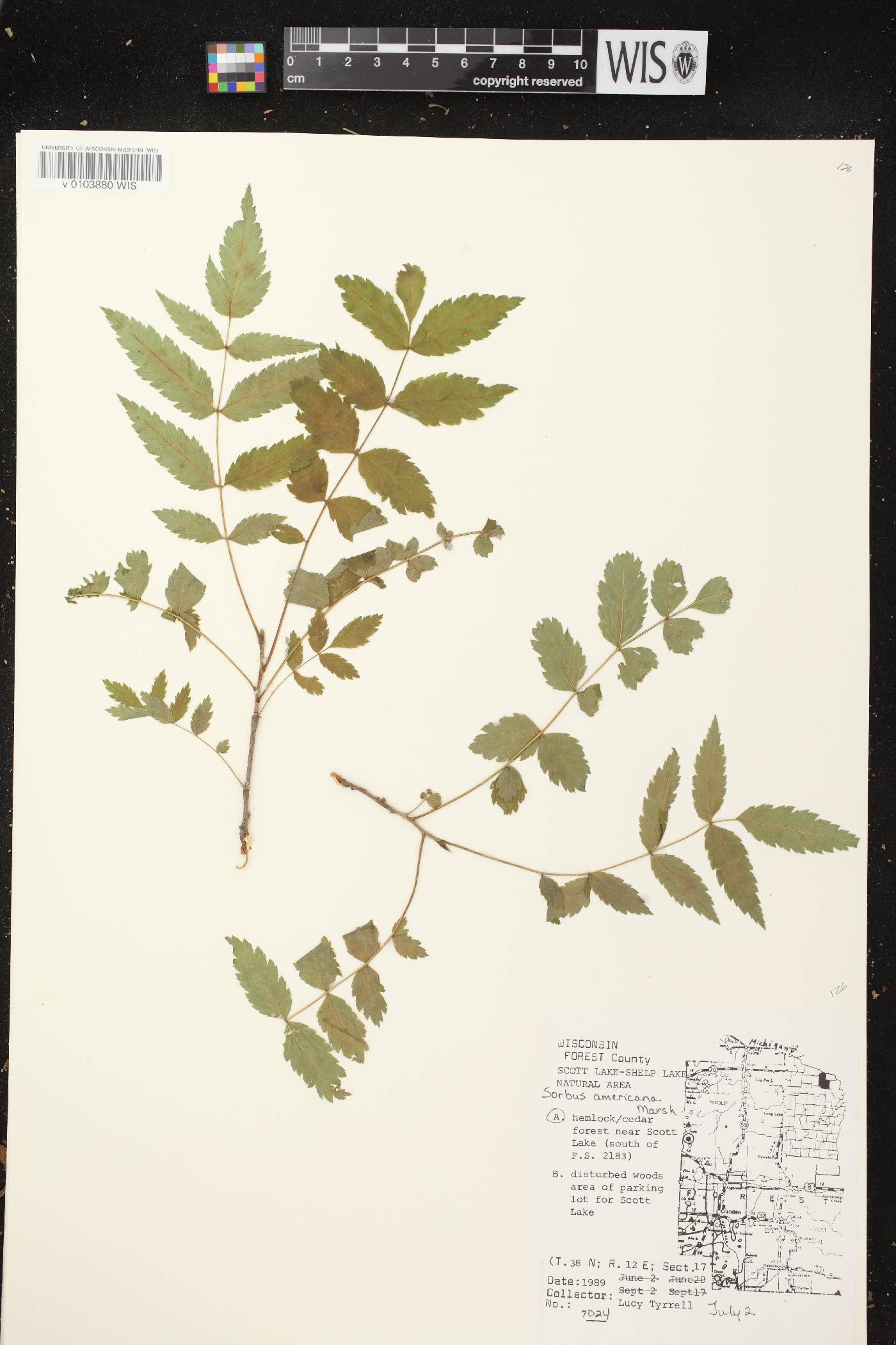 Sorbus americana image