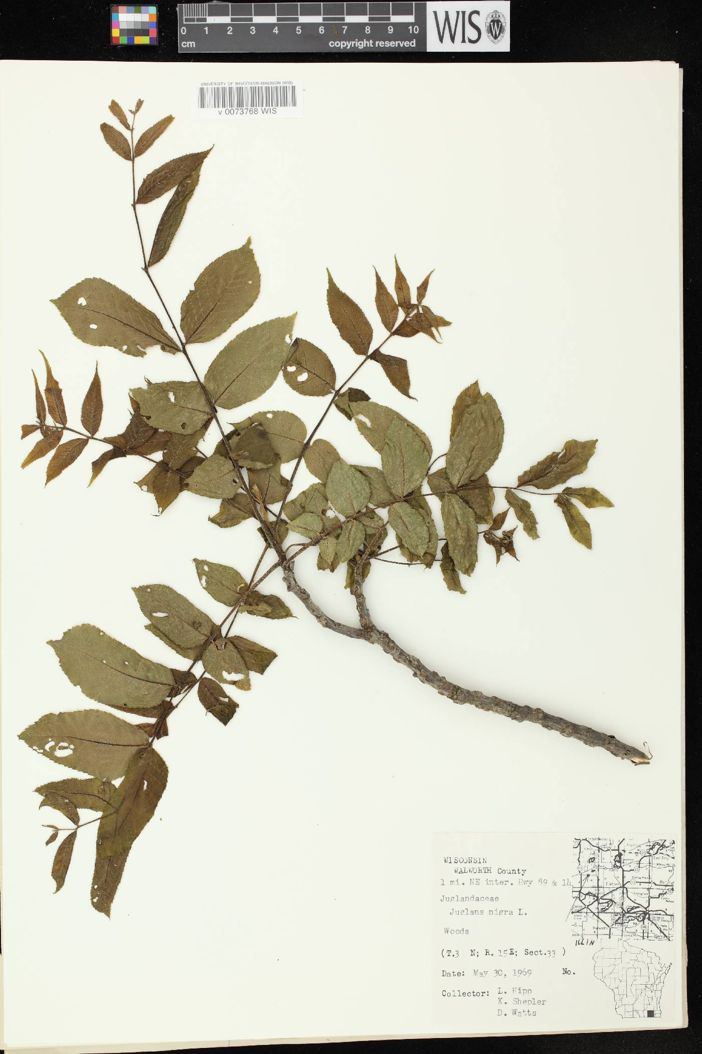 Juglans nigra image