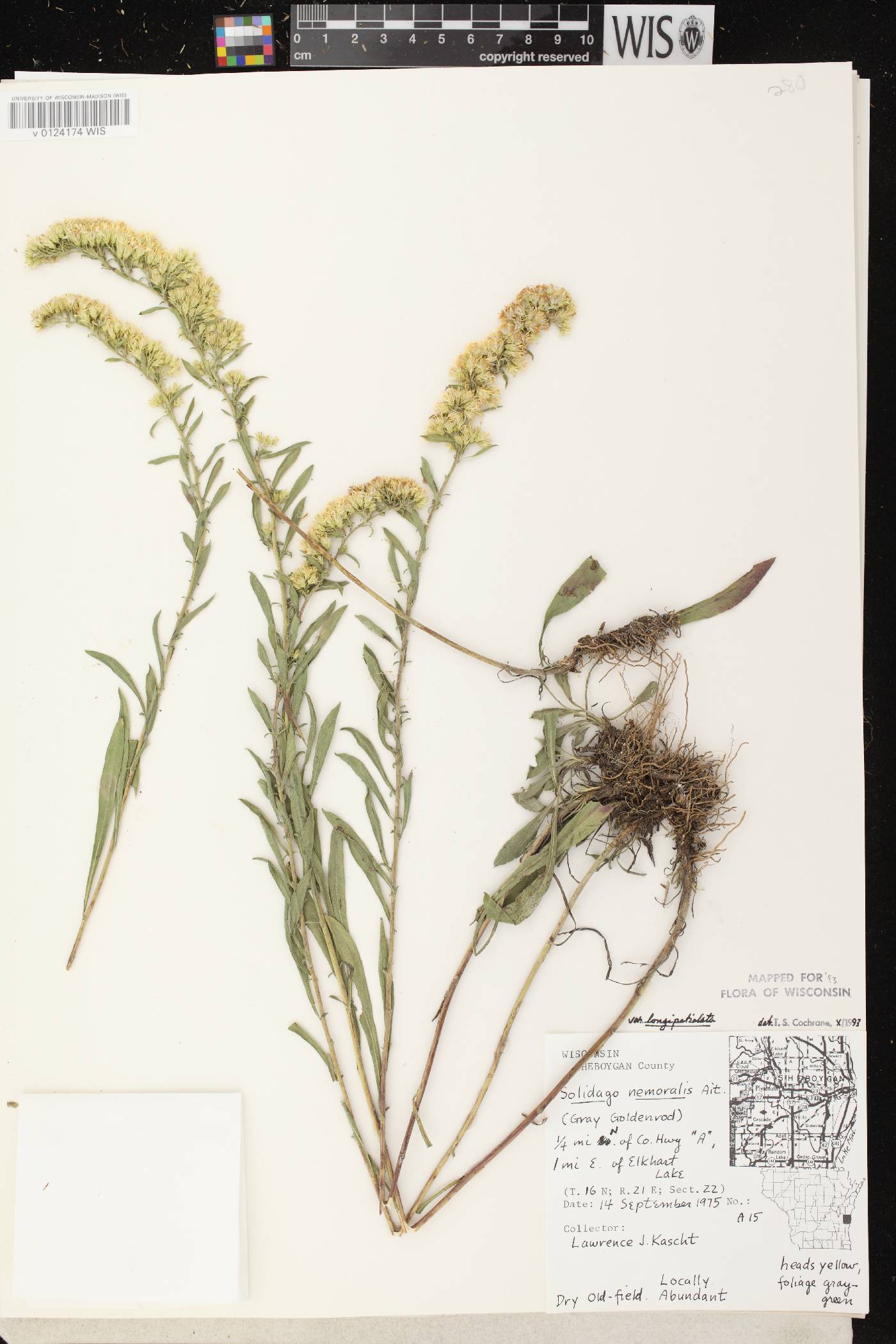 Solidago nemoralis subsp. decemflora image