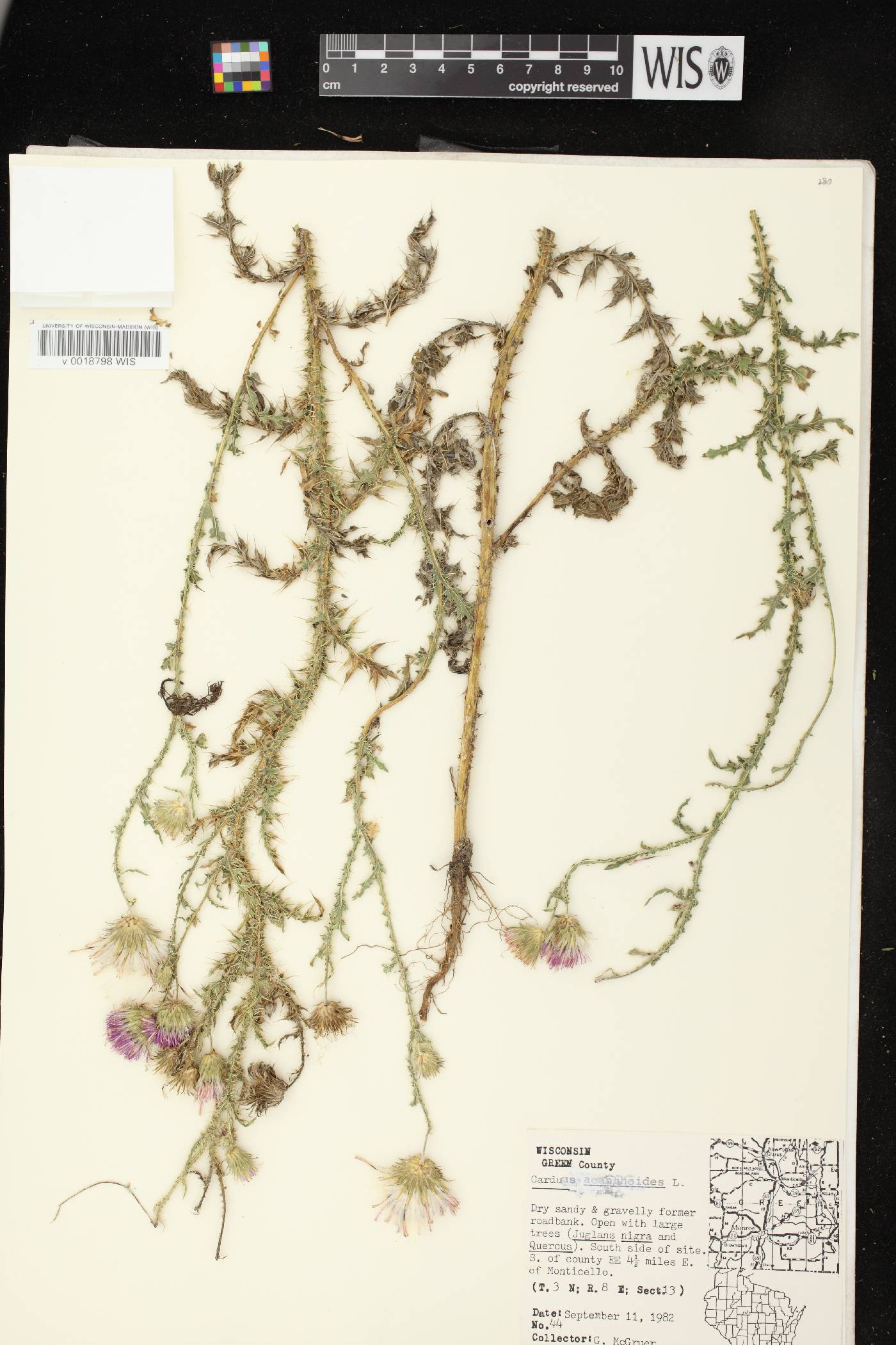 Carduus acanthoides subsp. acanthoides image