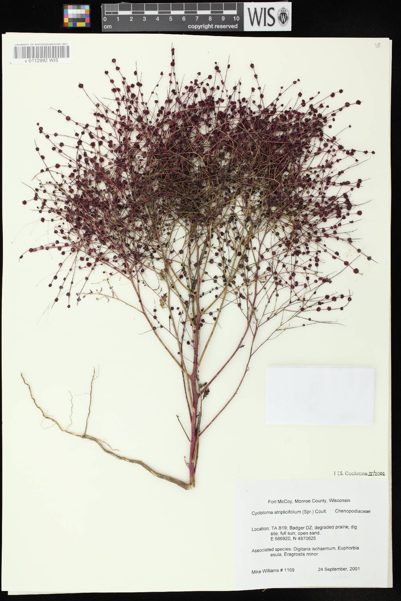 Cycloloma atriplicifolium image