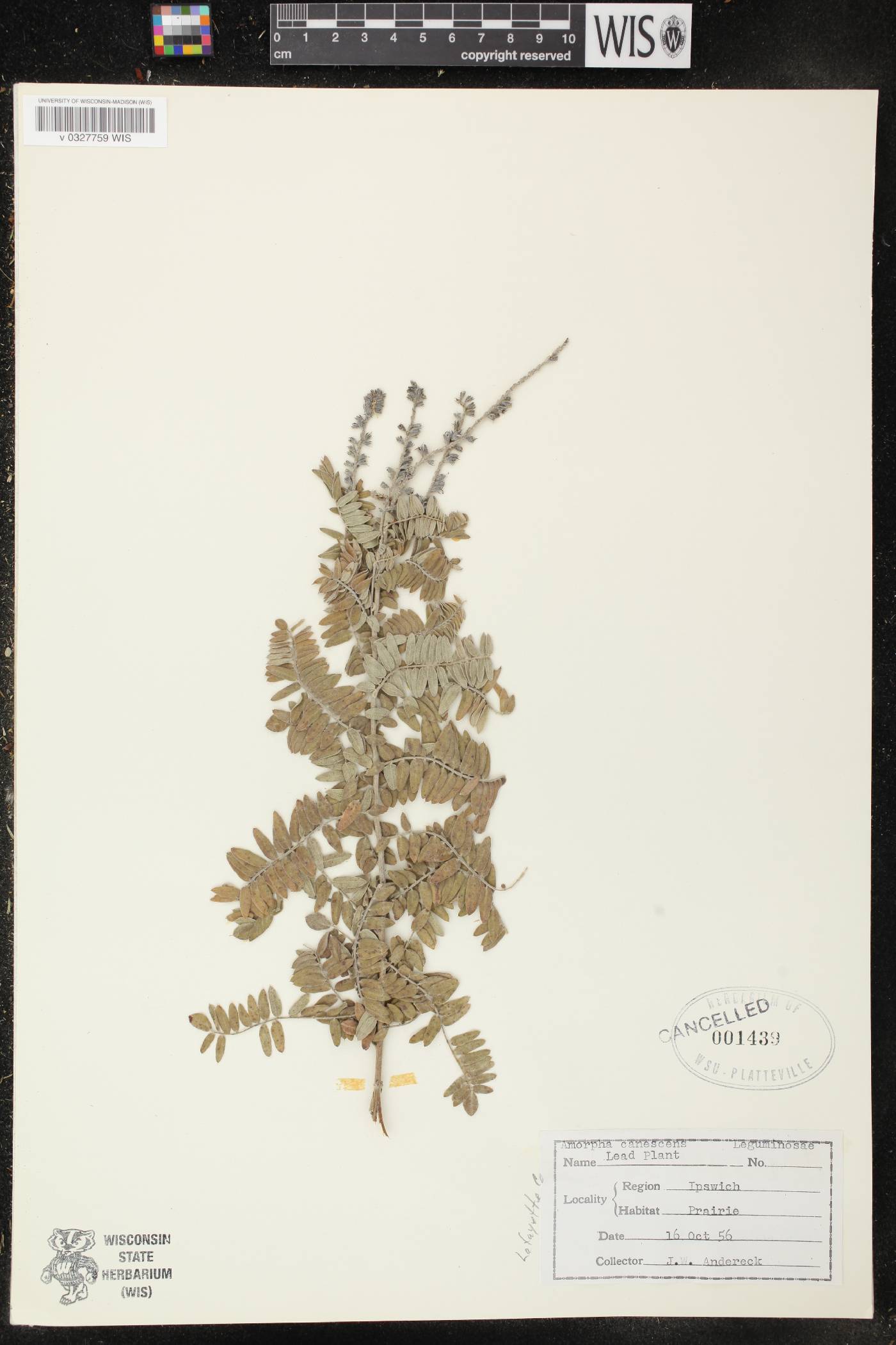 Amorpha canescens image