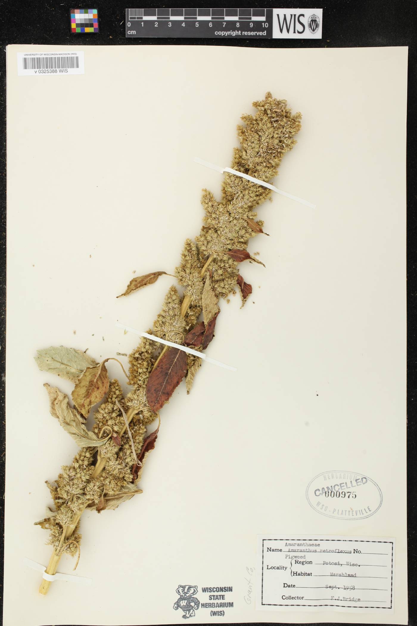 Amaranthus retroflexus image