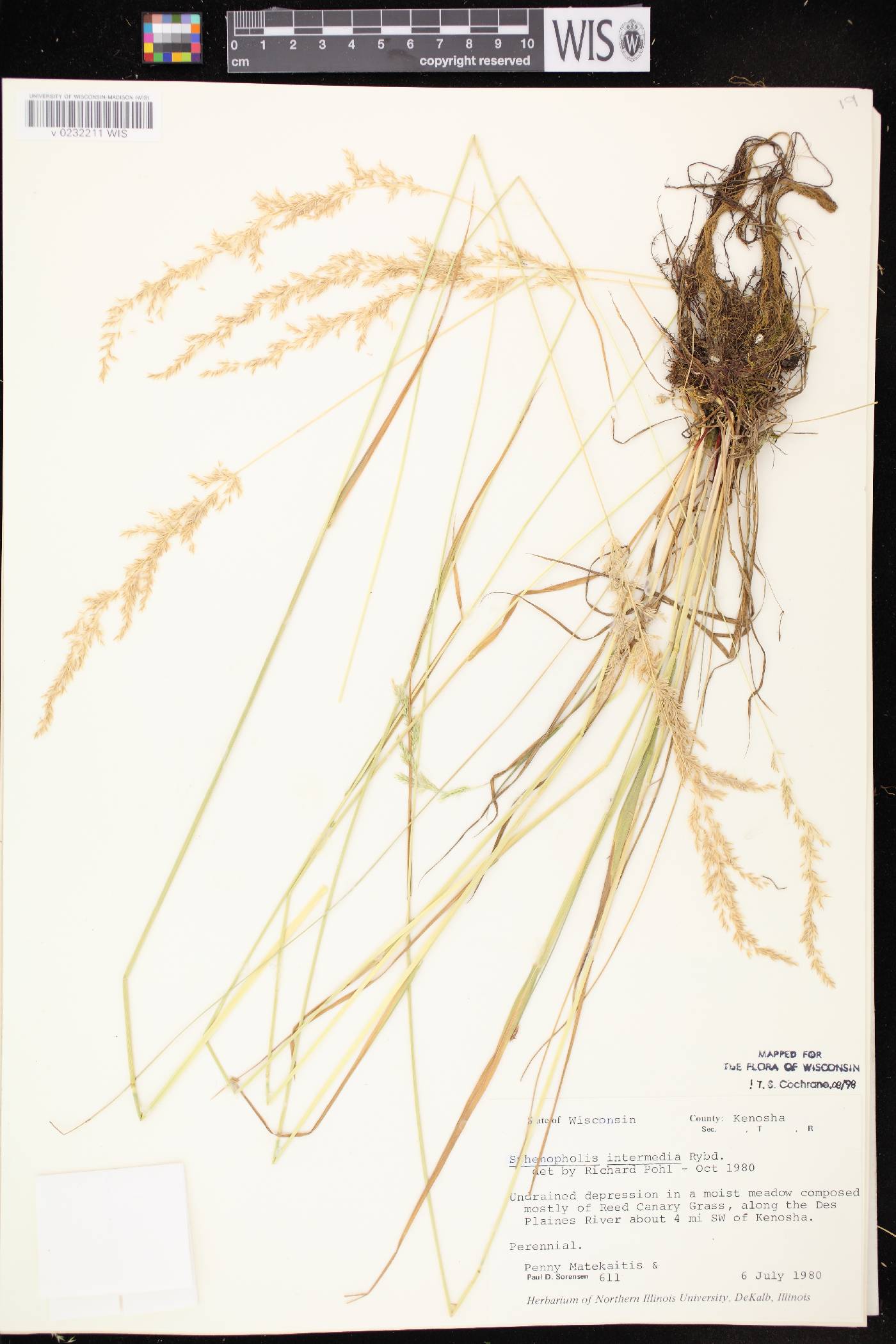 Sphenopholis intermedia image