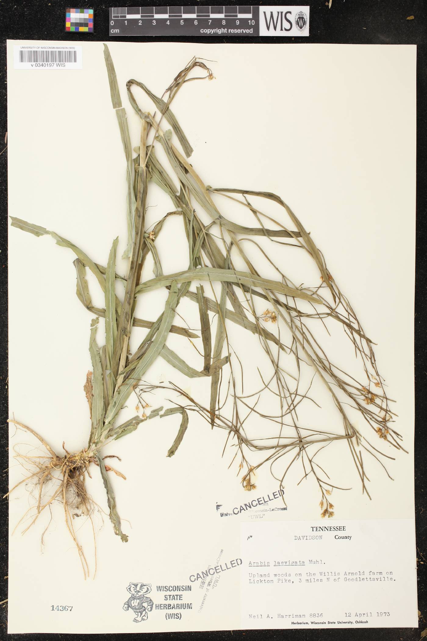 Boechera laevigata image