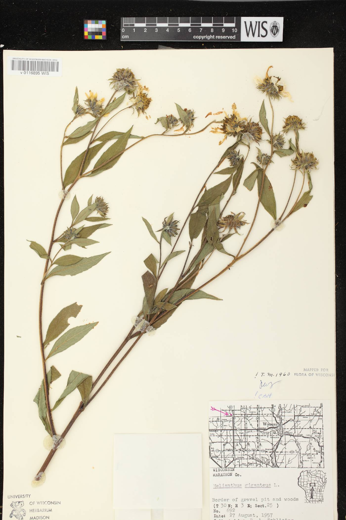 Helianthus giganteus image