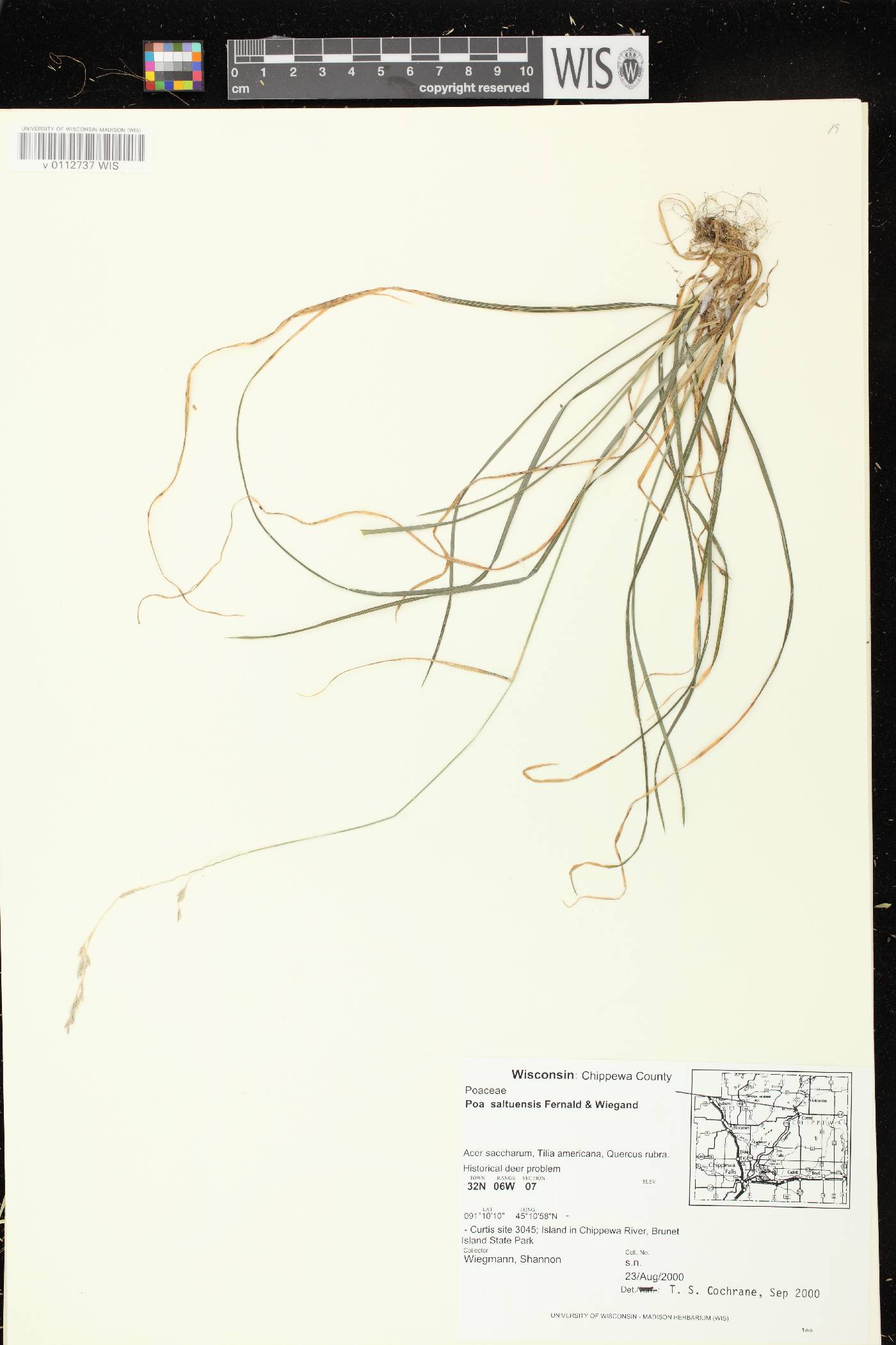 Poa saltuensis image