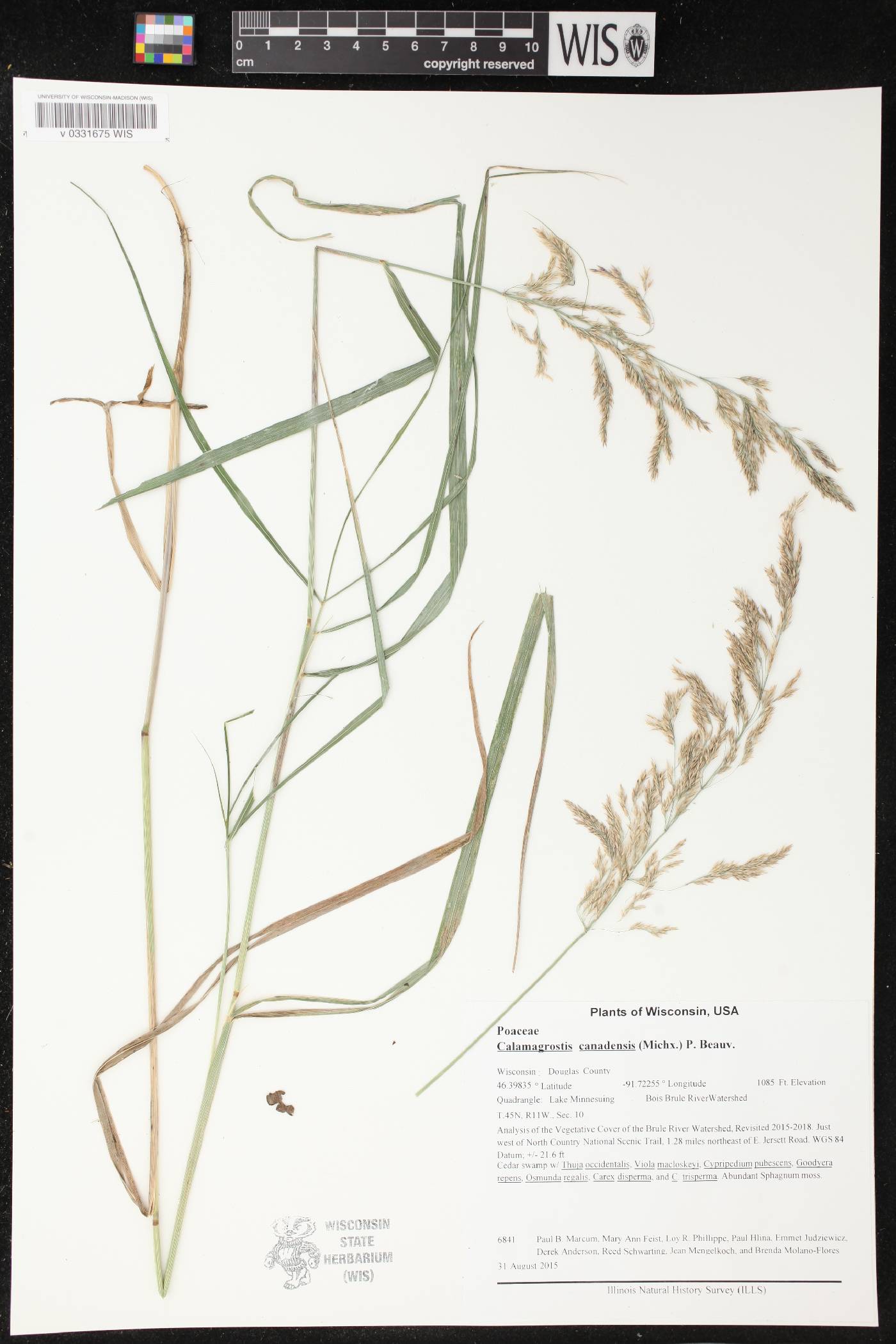 Calamagrostis canadensis image