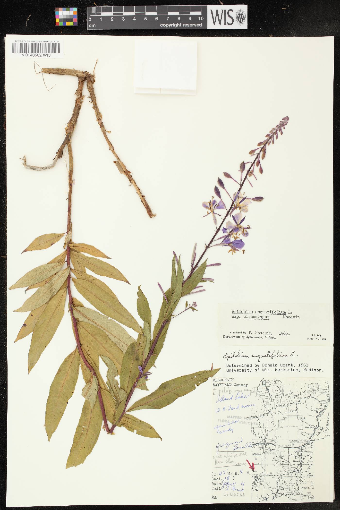 Chamerion angustifolium subsp. circumvagum image