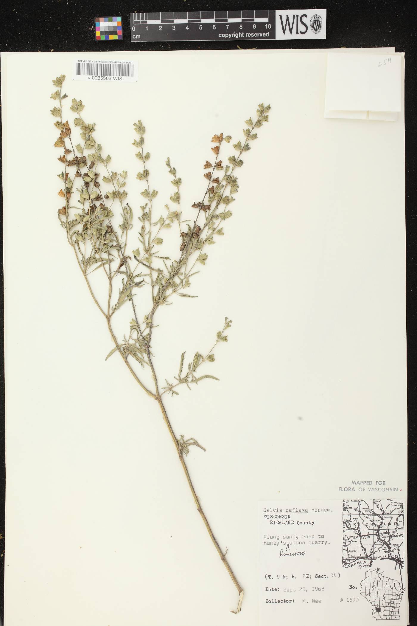 Salvia reflexa image