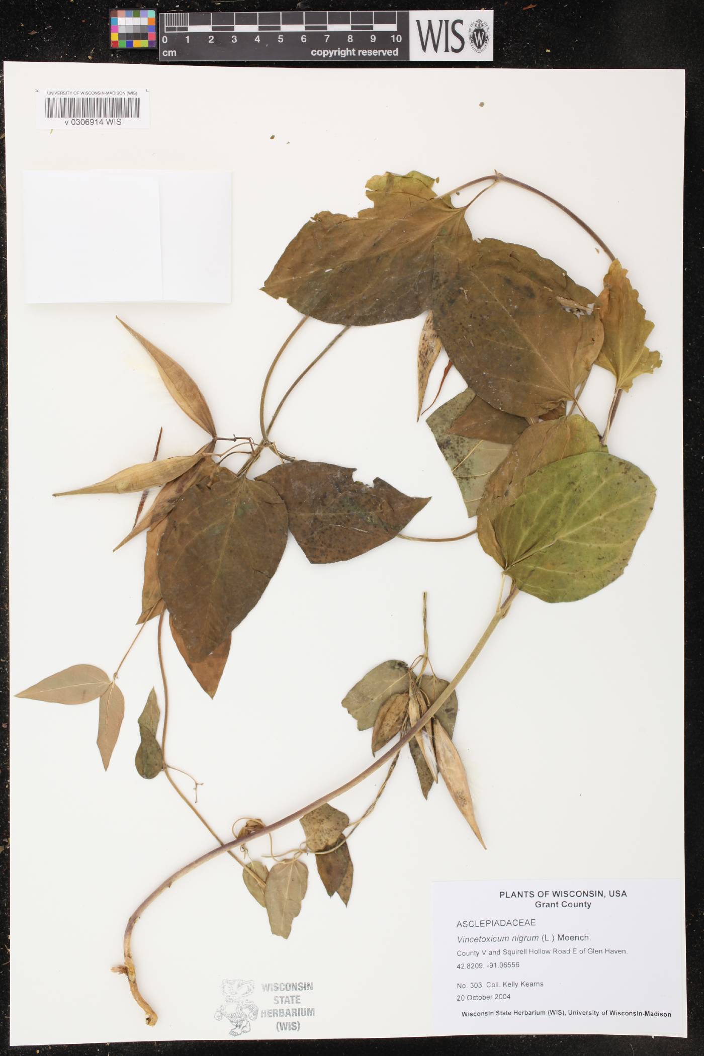 Vincetoxicum nigrum image