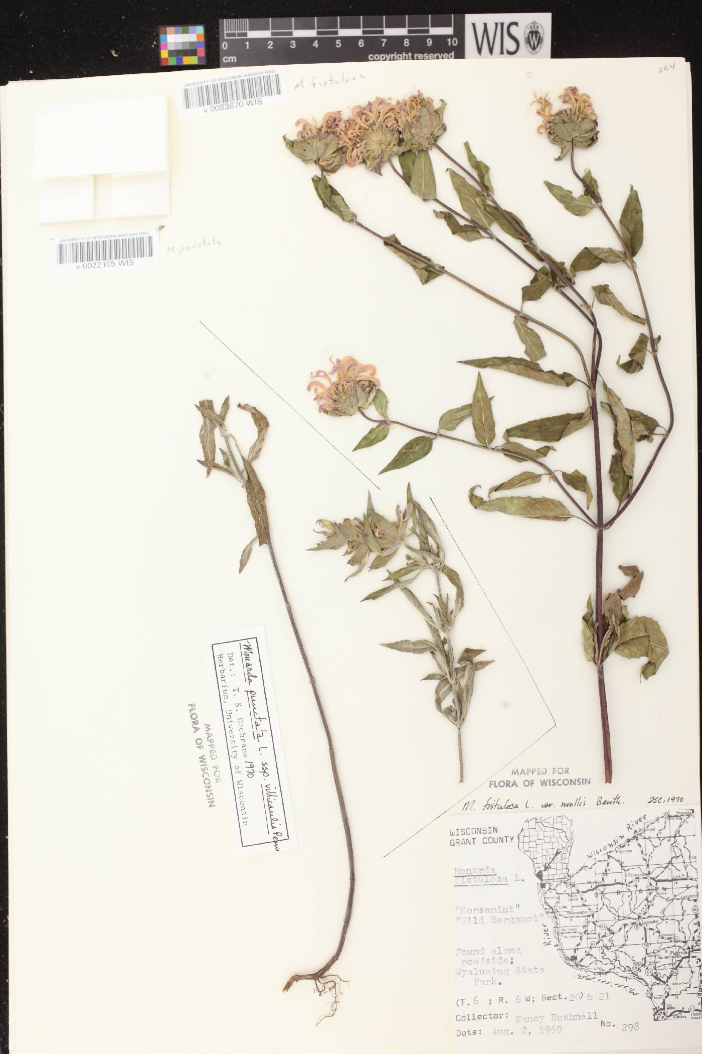 Monarda punctata image