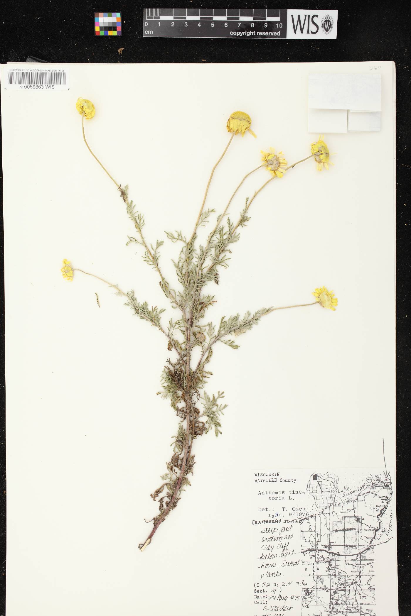 Cota tinctoria image