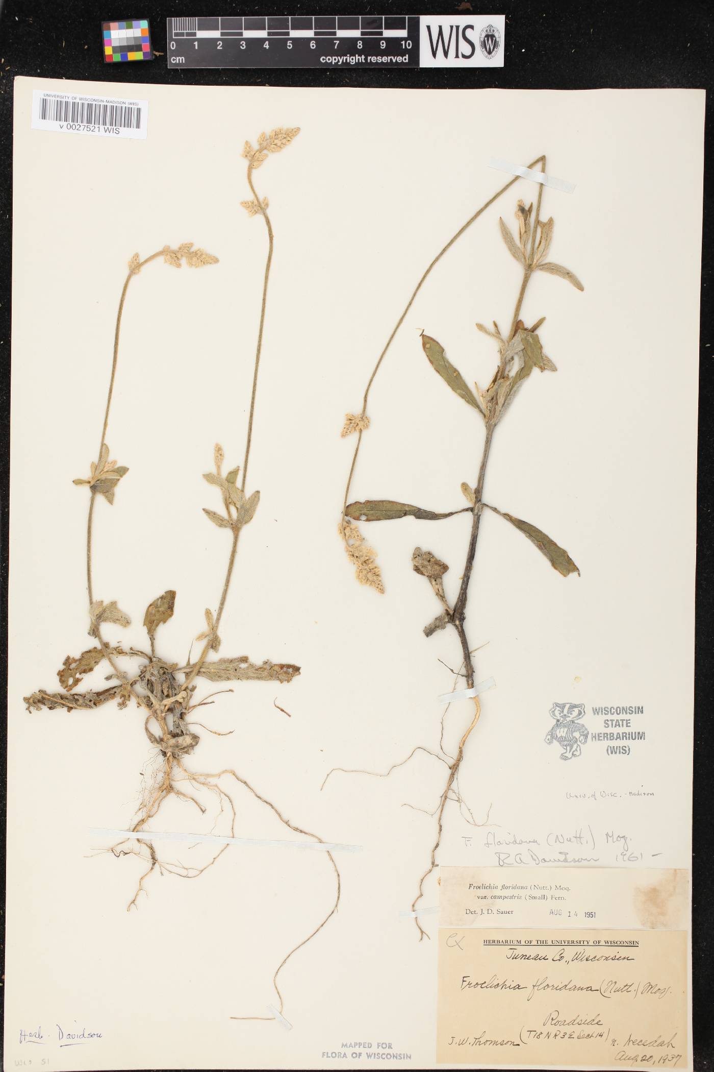 Froelichia floridana image