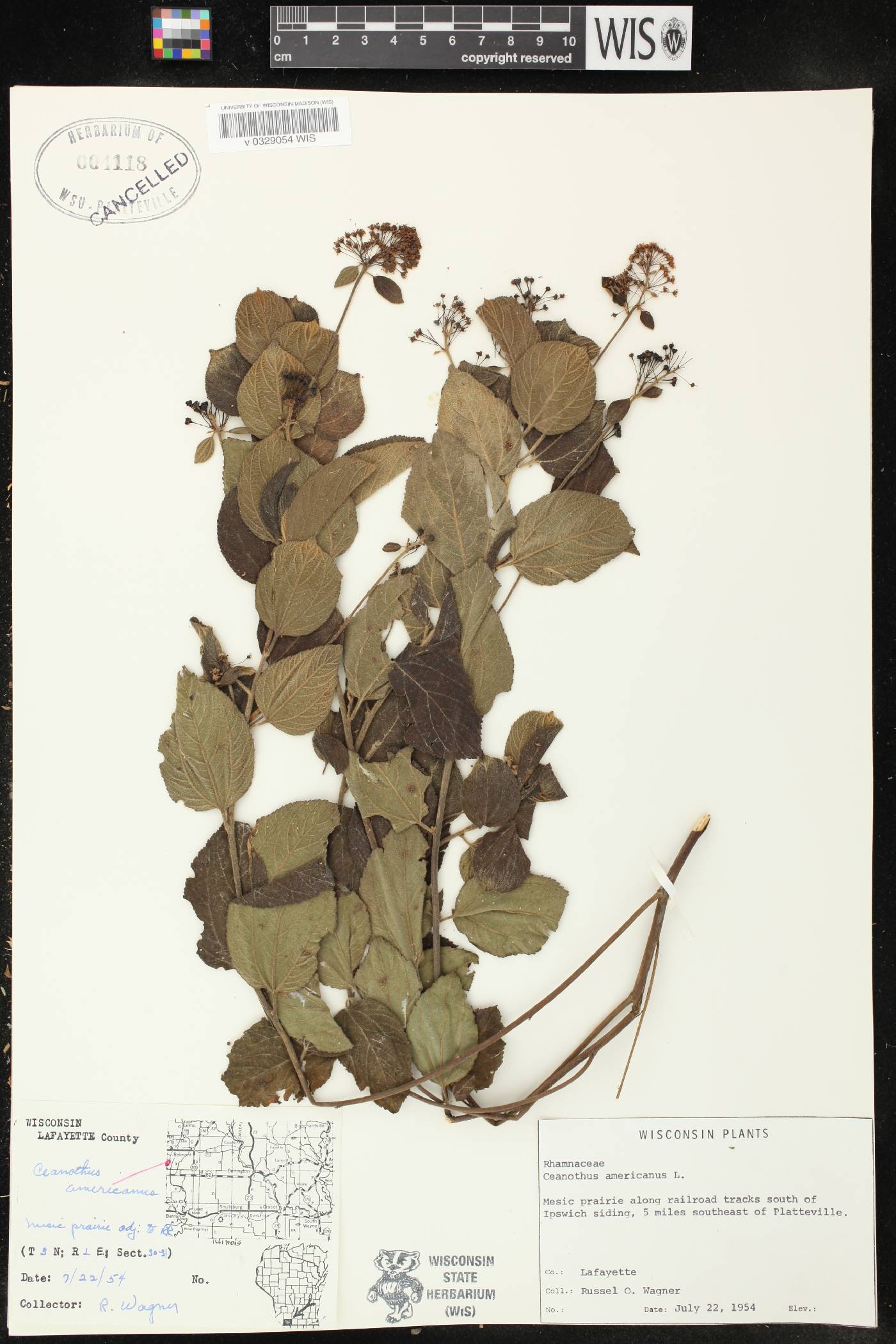 Ceanothus americanus image