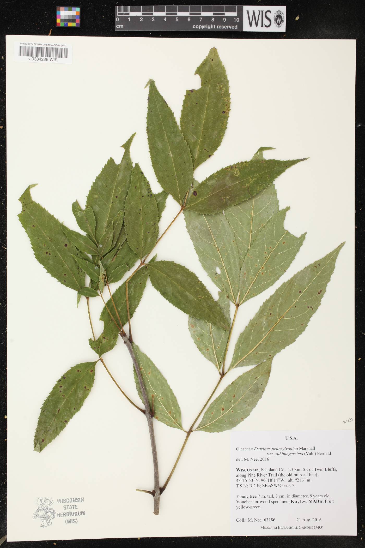 Fraxinus pennsylvanica image
