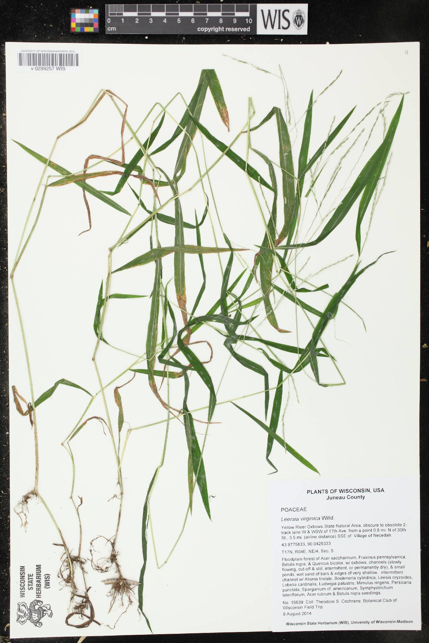 Leersia virginica image