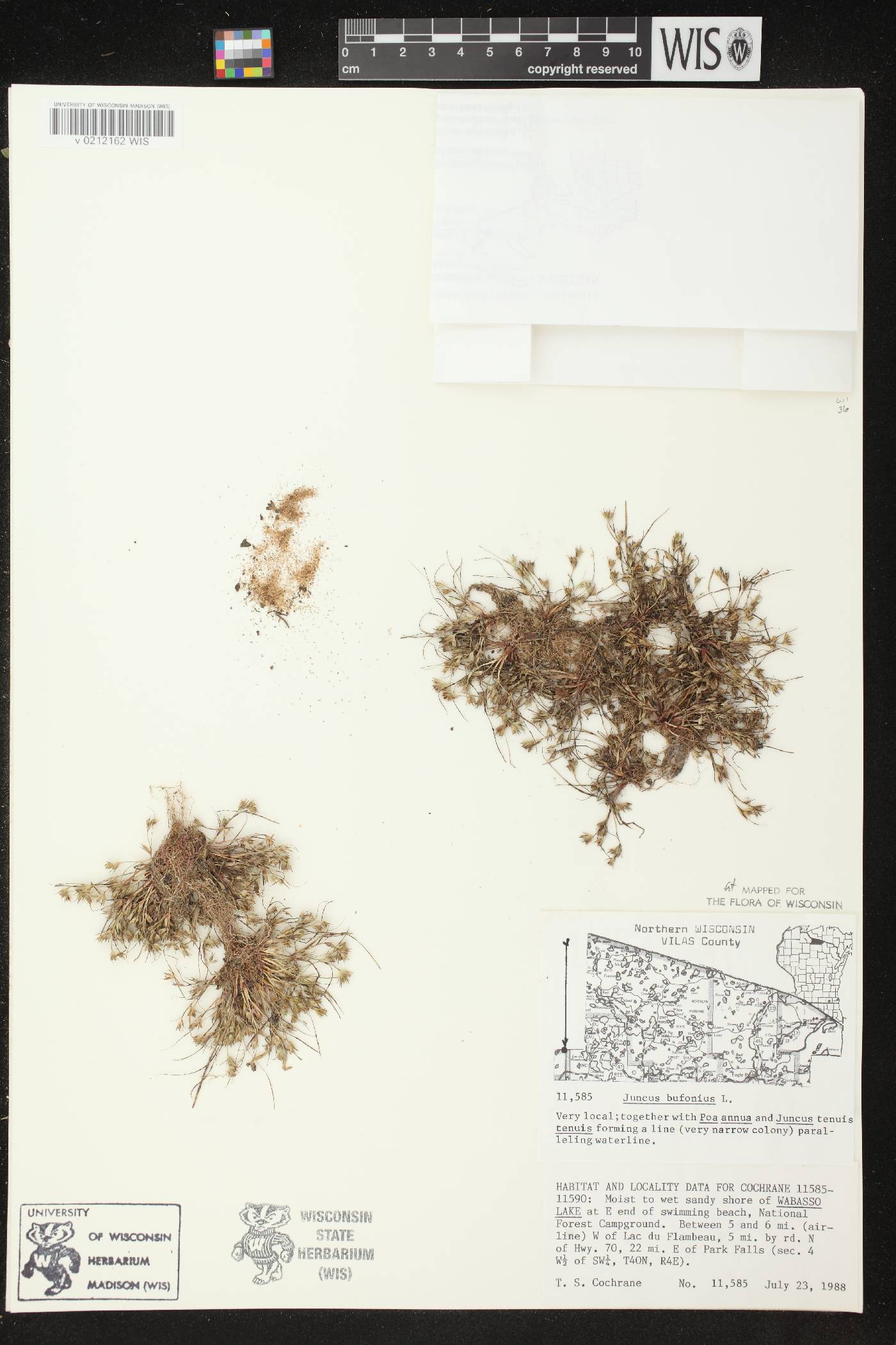 Juncus bufonius image