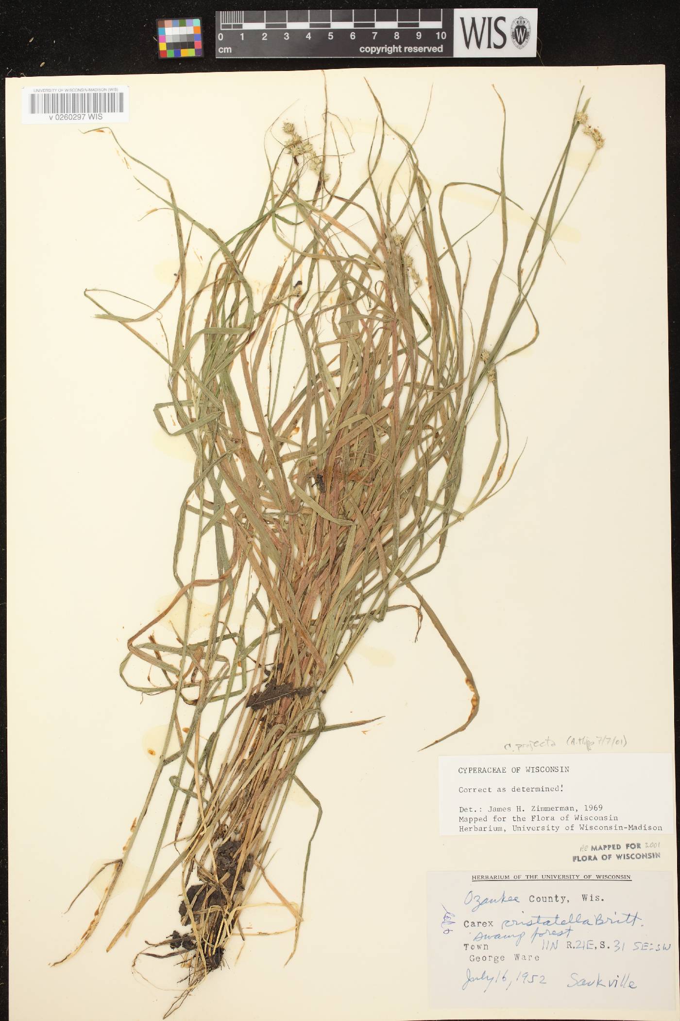 Carex projecta image
