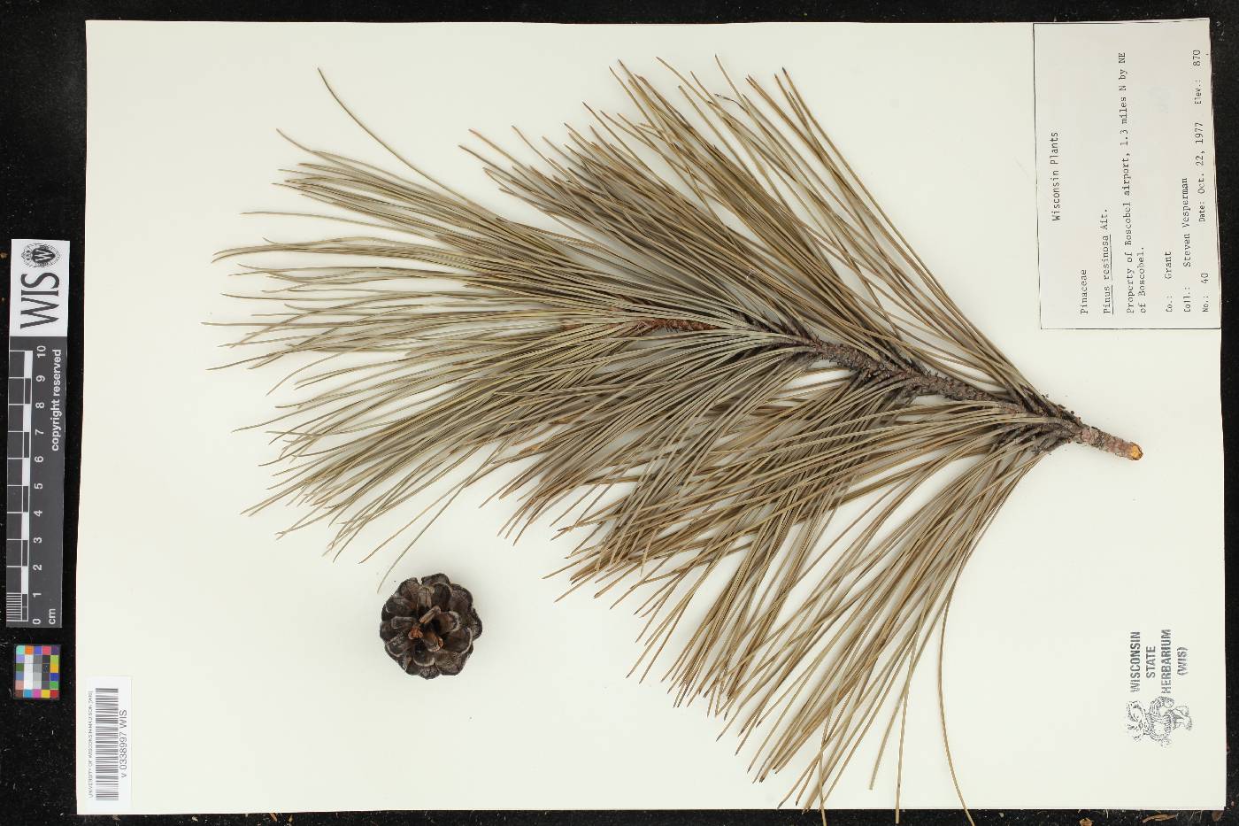 Pinus resinosa image