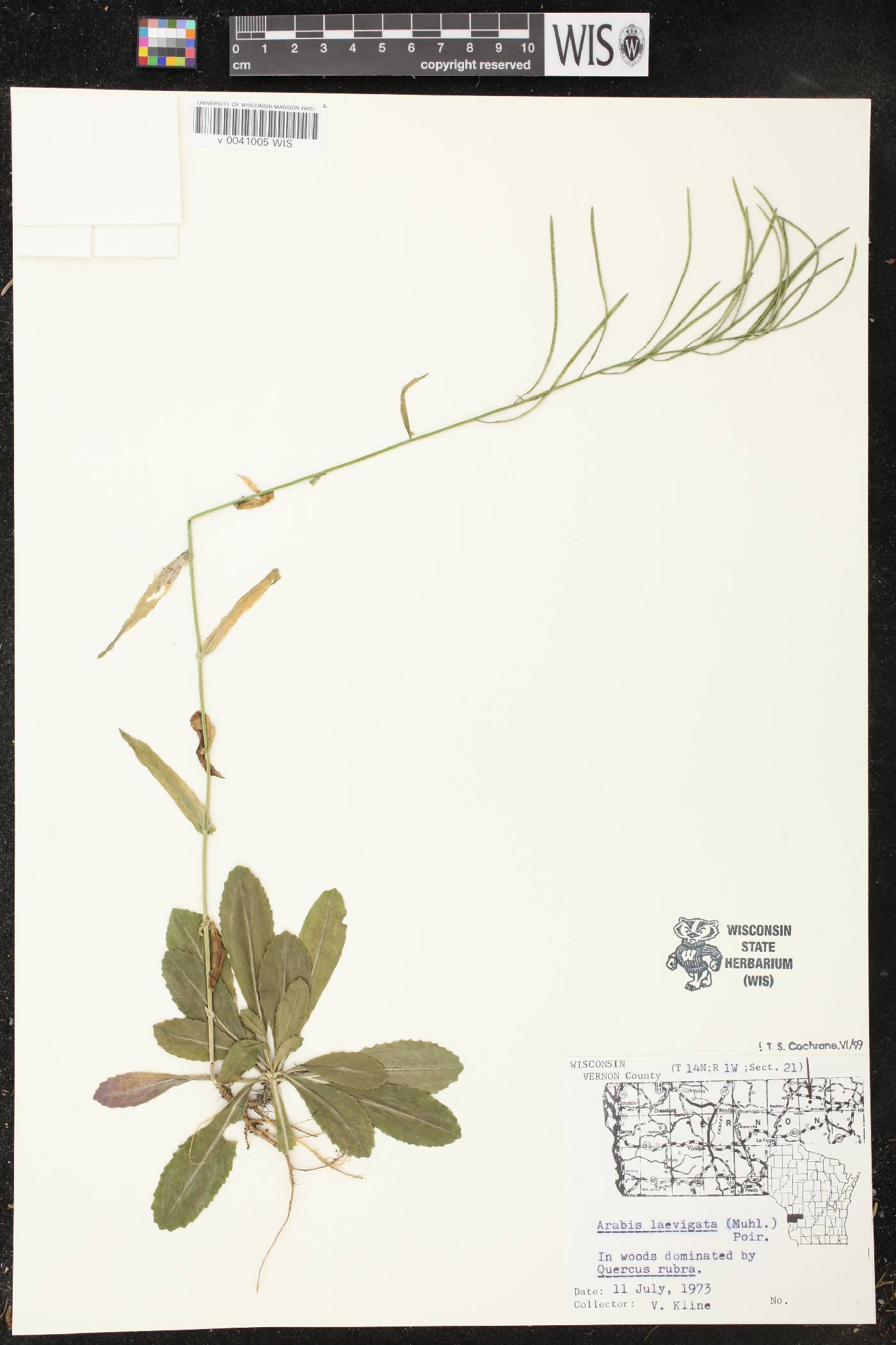 Boechera laevigata image