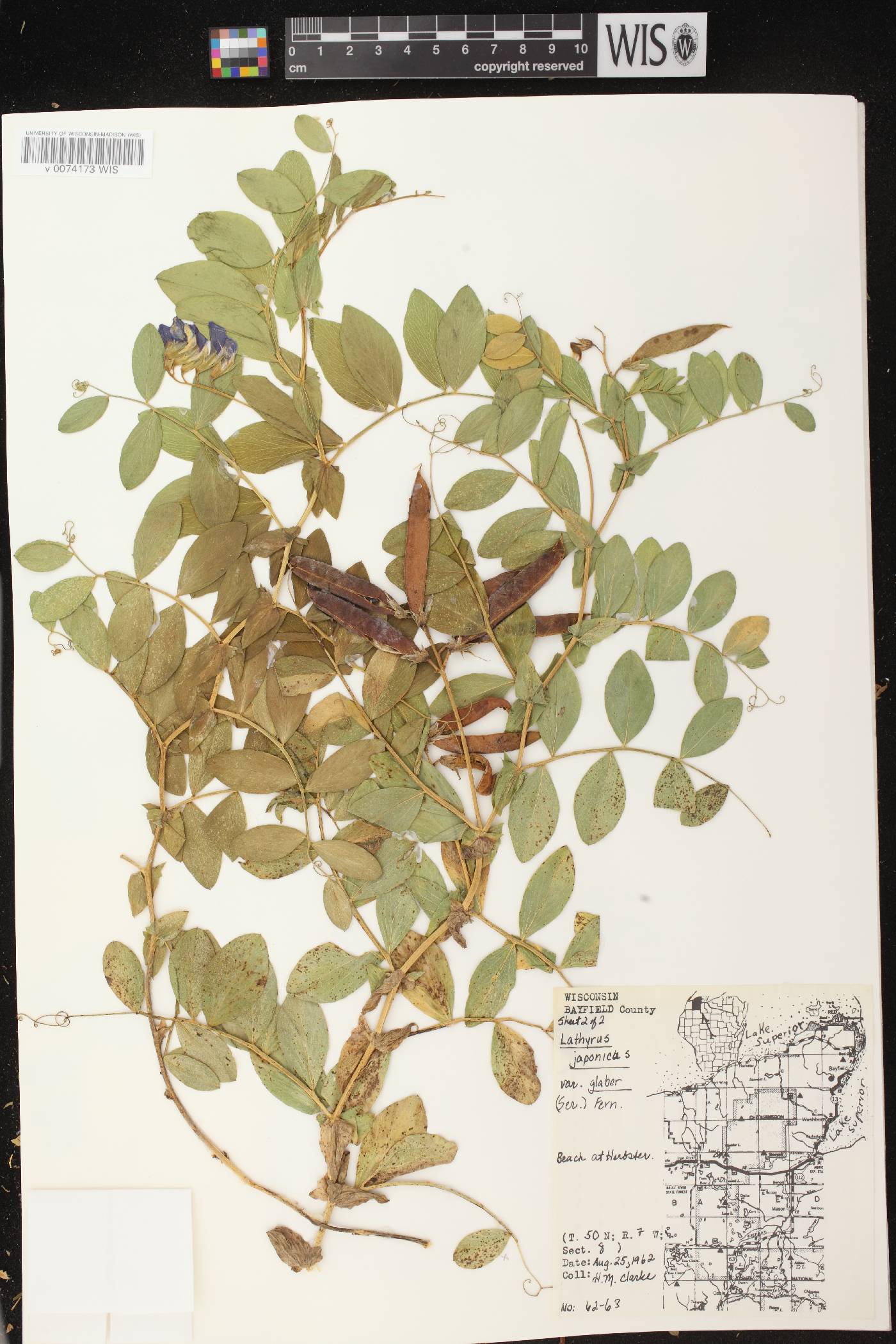 Lathyrus japonicus var. maritimus image