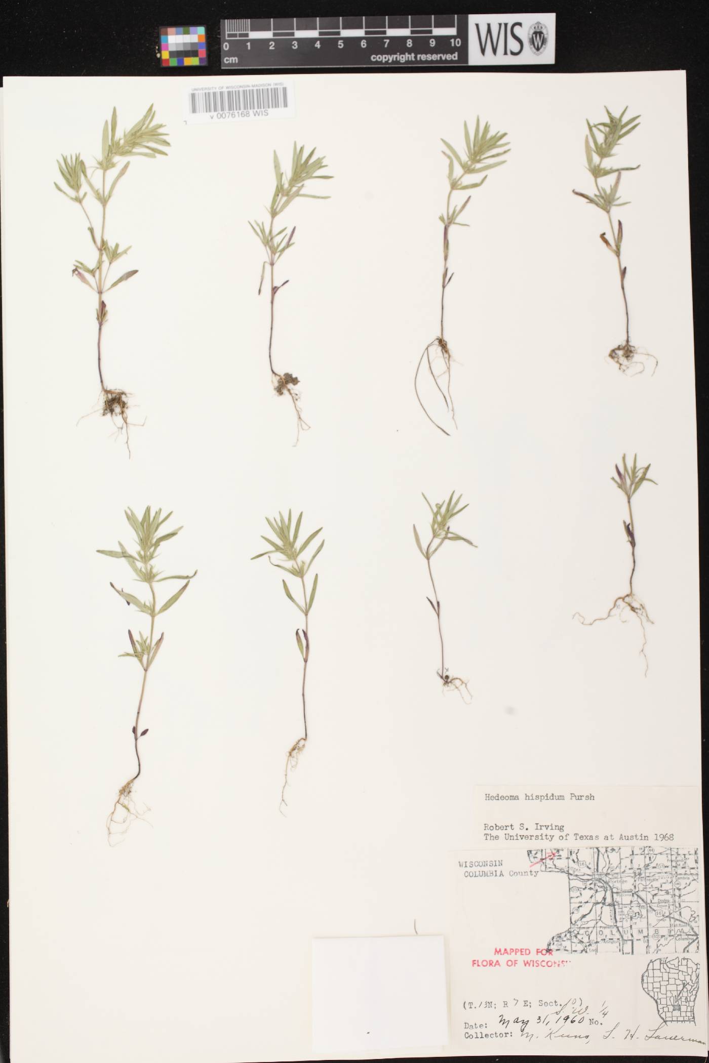 Hedeoma hispida image