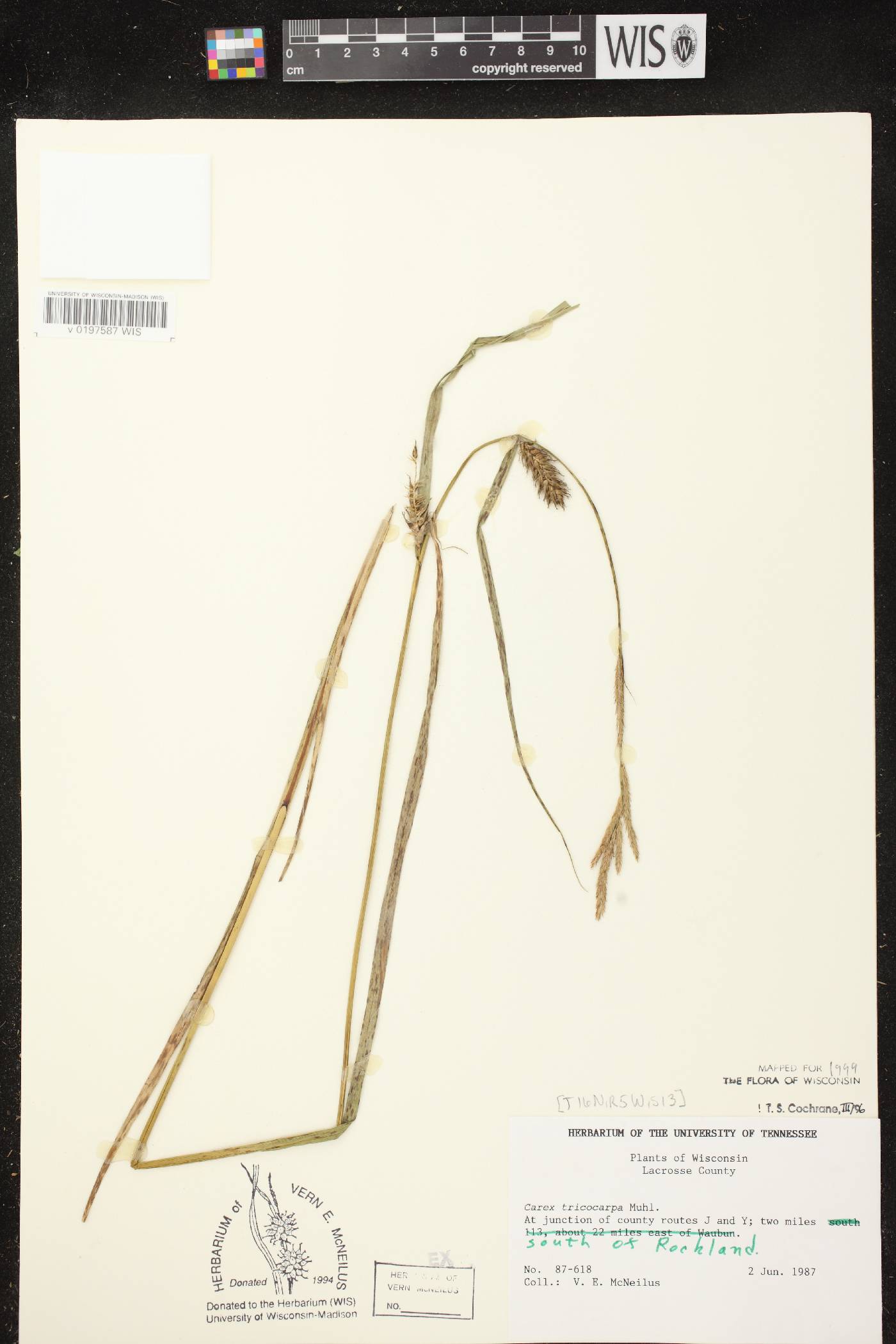 Carex trichocarpa image