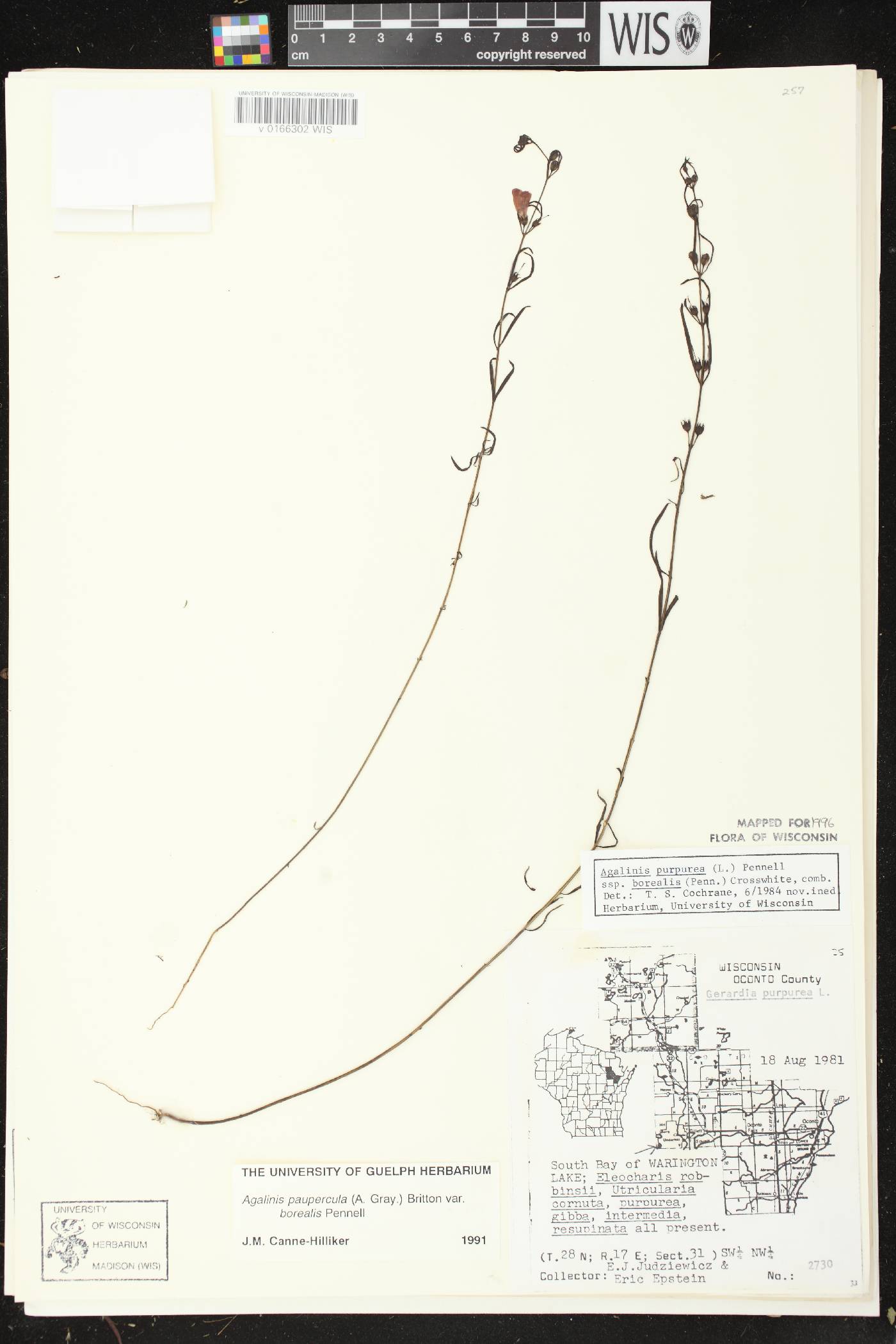 Agalinis paupercula var. borealis image