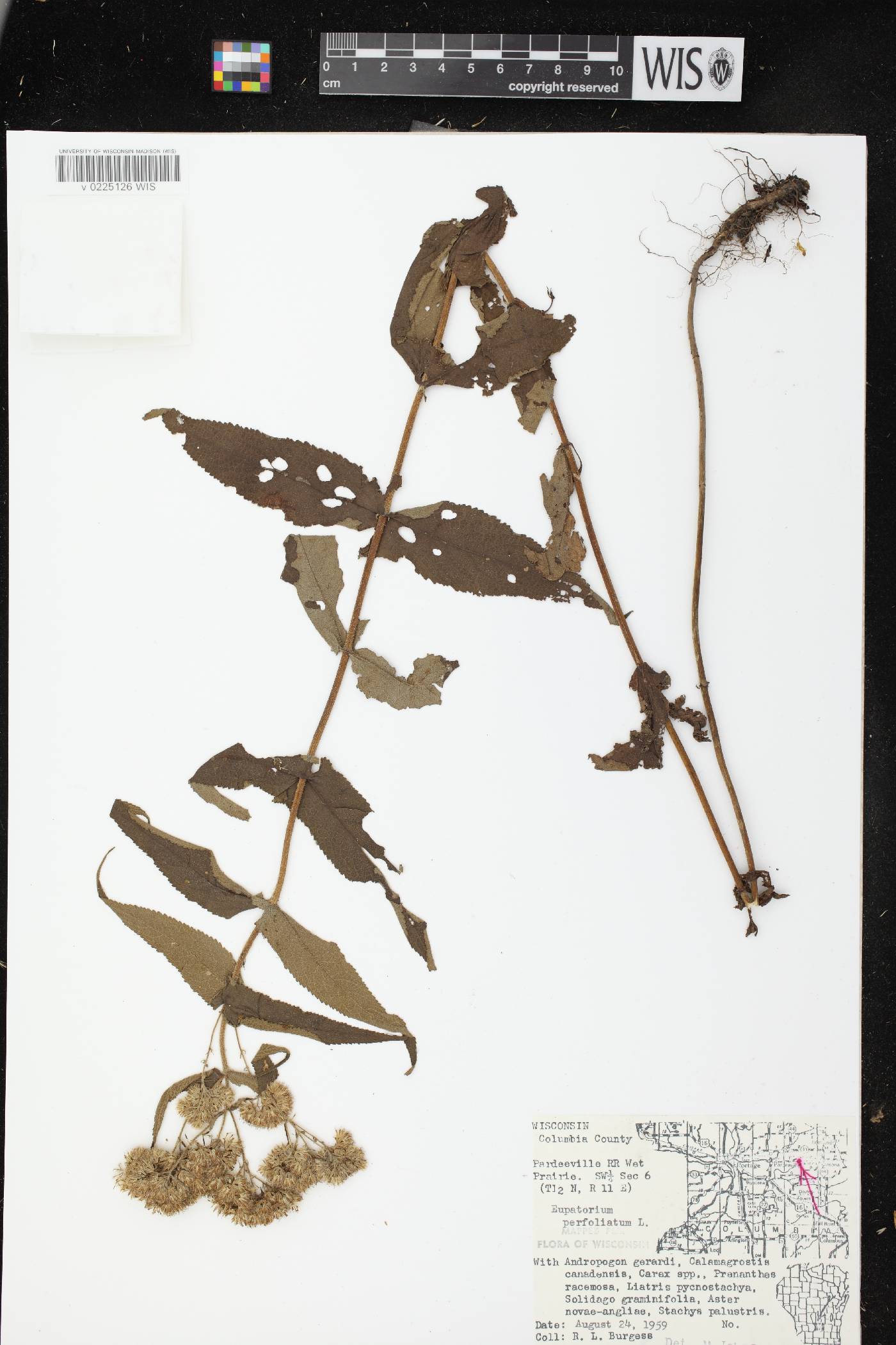 Eupatorium perfoliatum image
