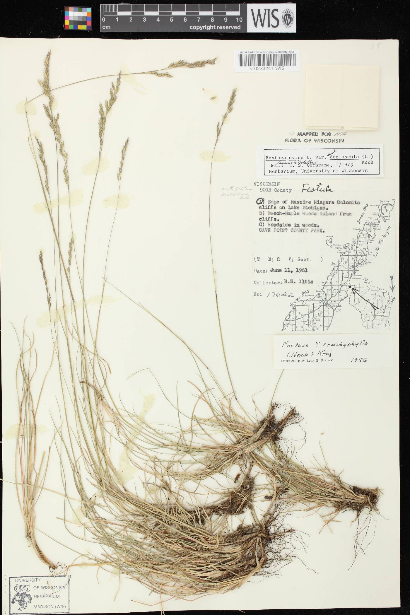 Festuca trachyphylla image