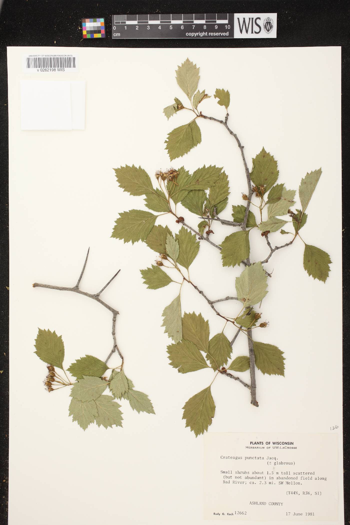Crataegus punctata image