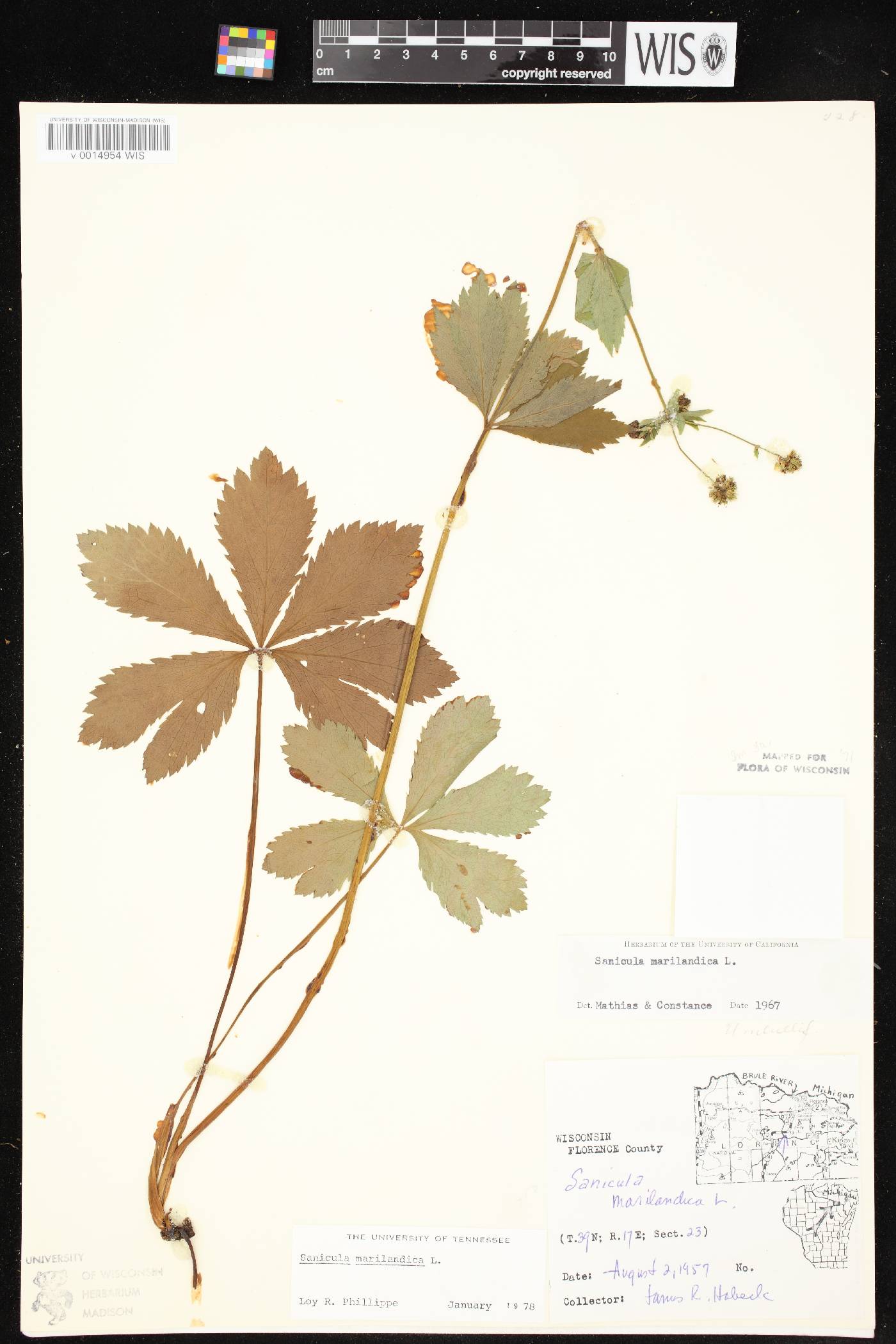 Sanicula marilandica image