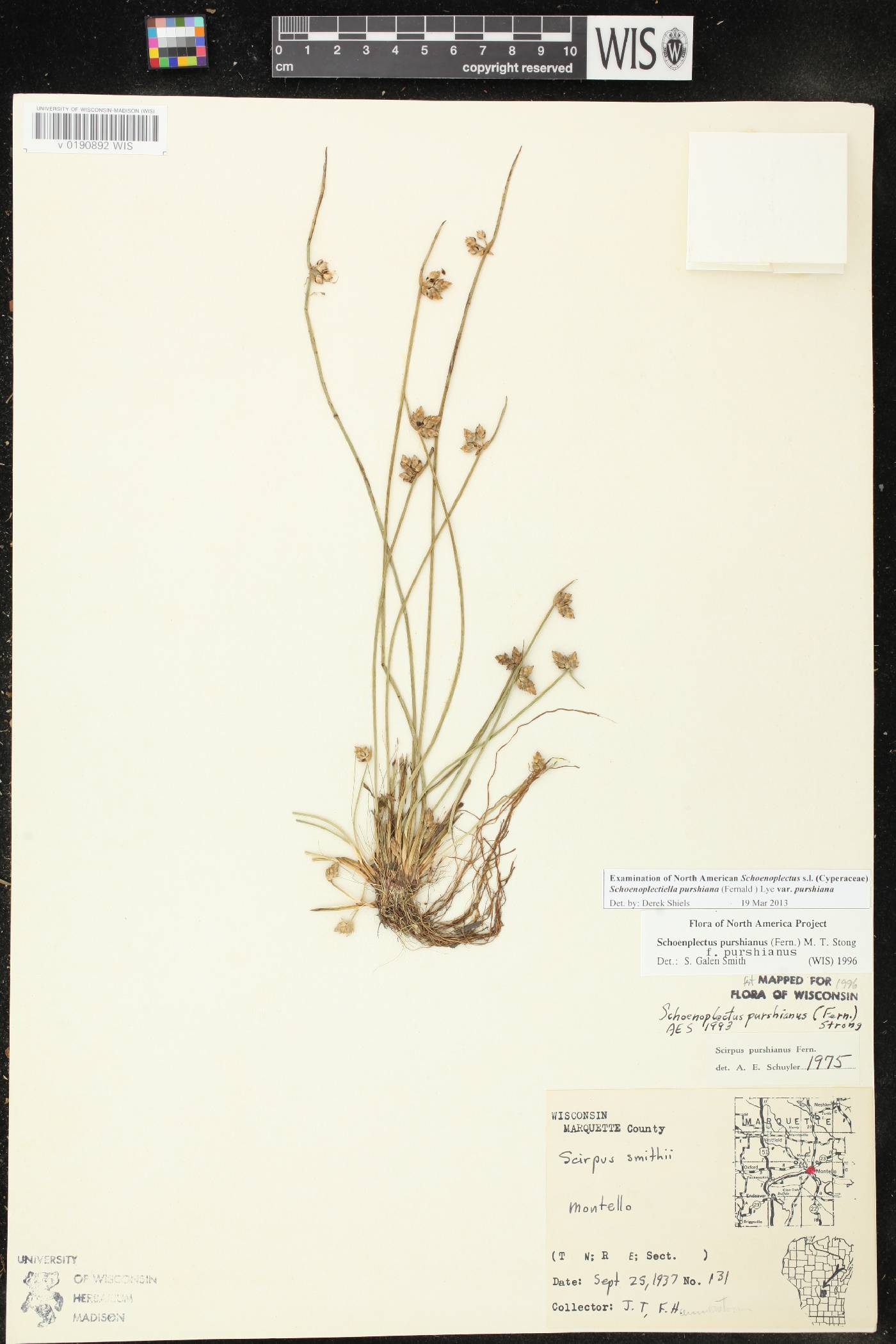 Schoenoplectus purshianus image