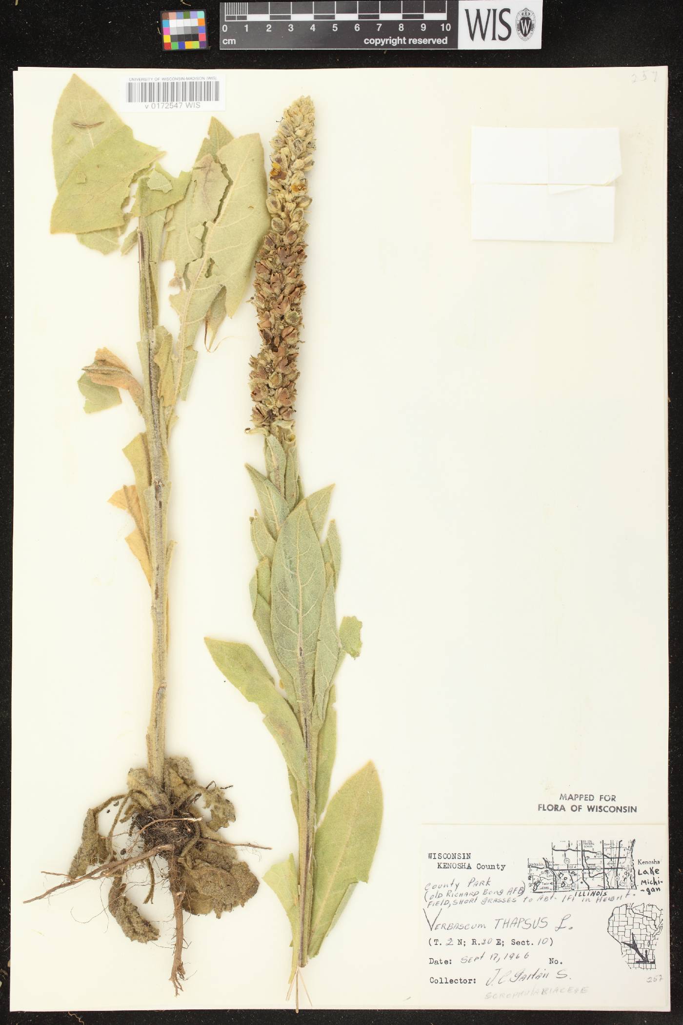Verbascum thapsus image