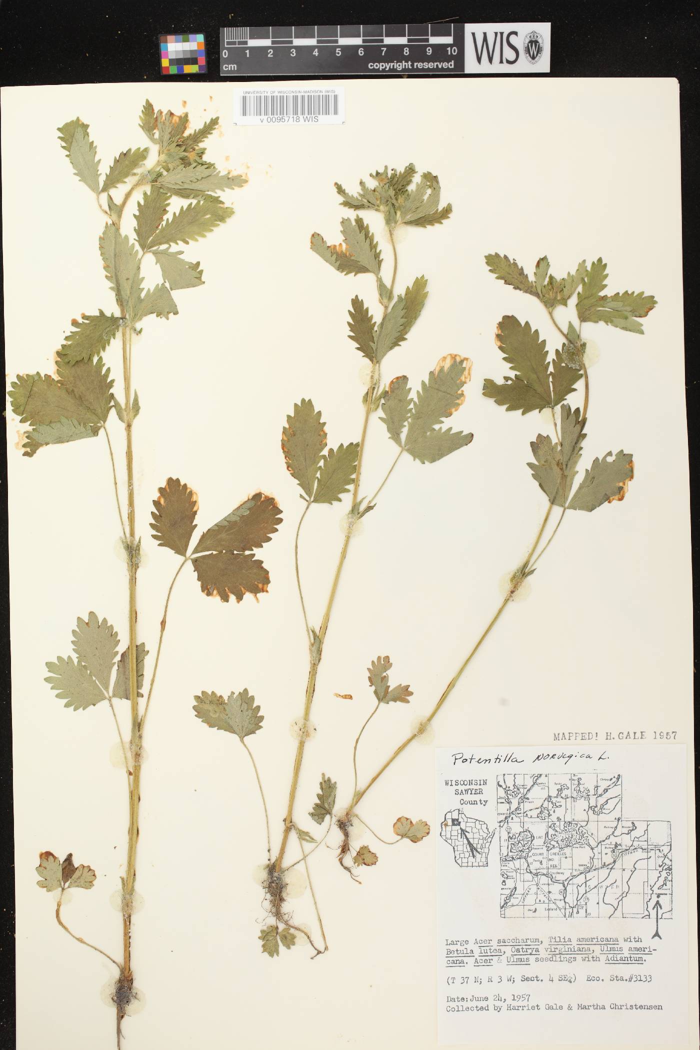 Potentilla norvegica image
