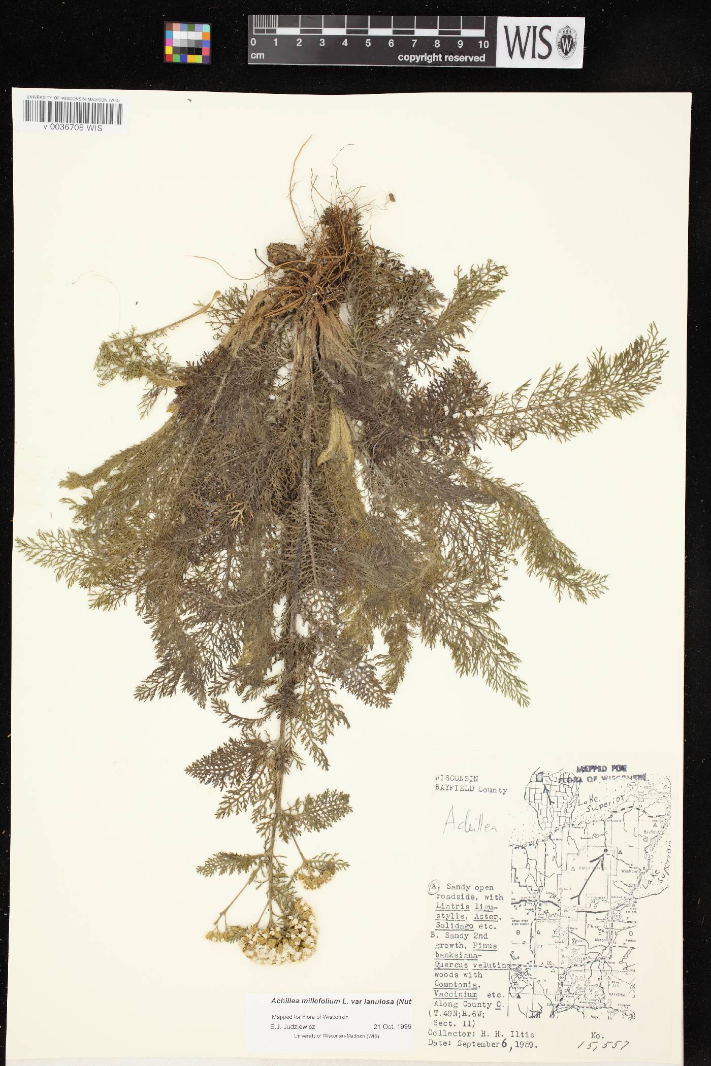 Achillea millefolium image