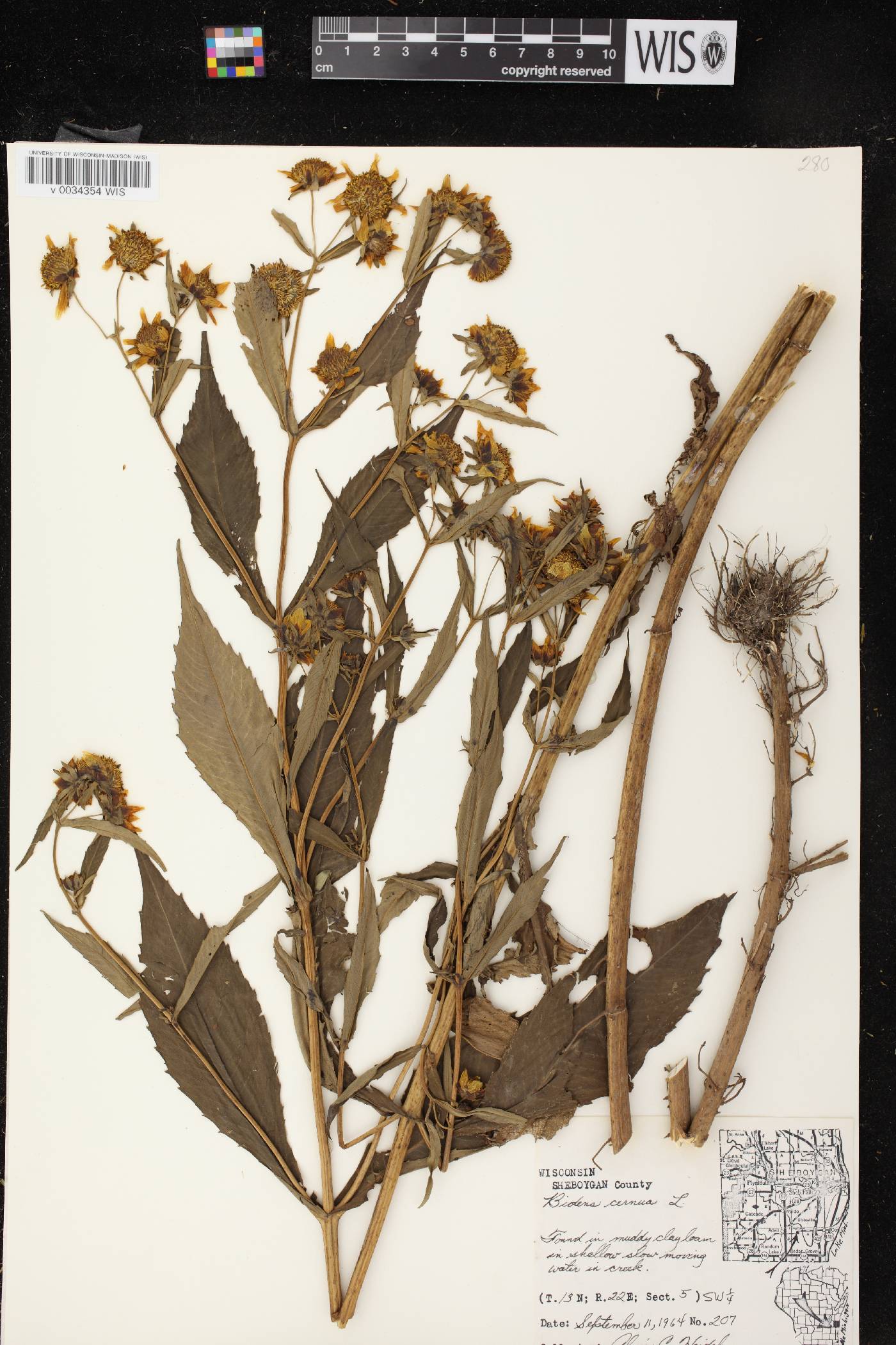 Bidens cernua image