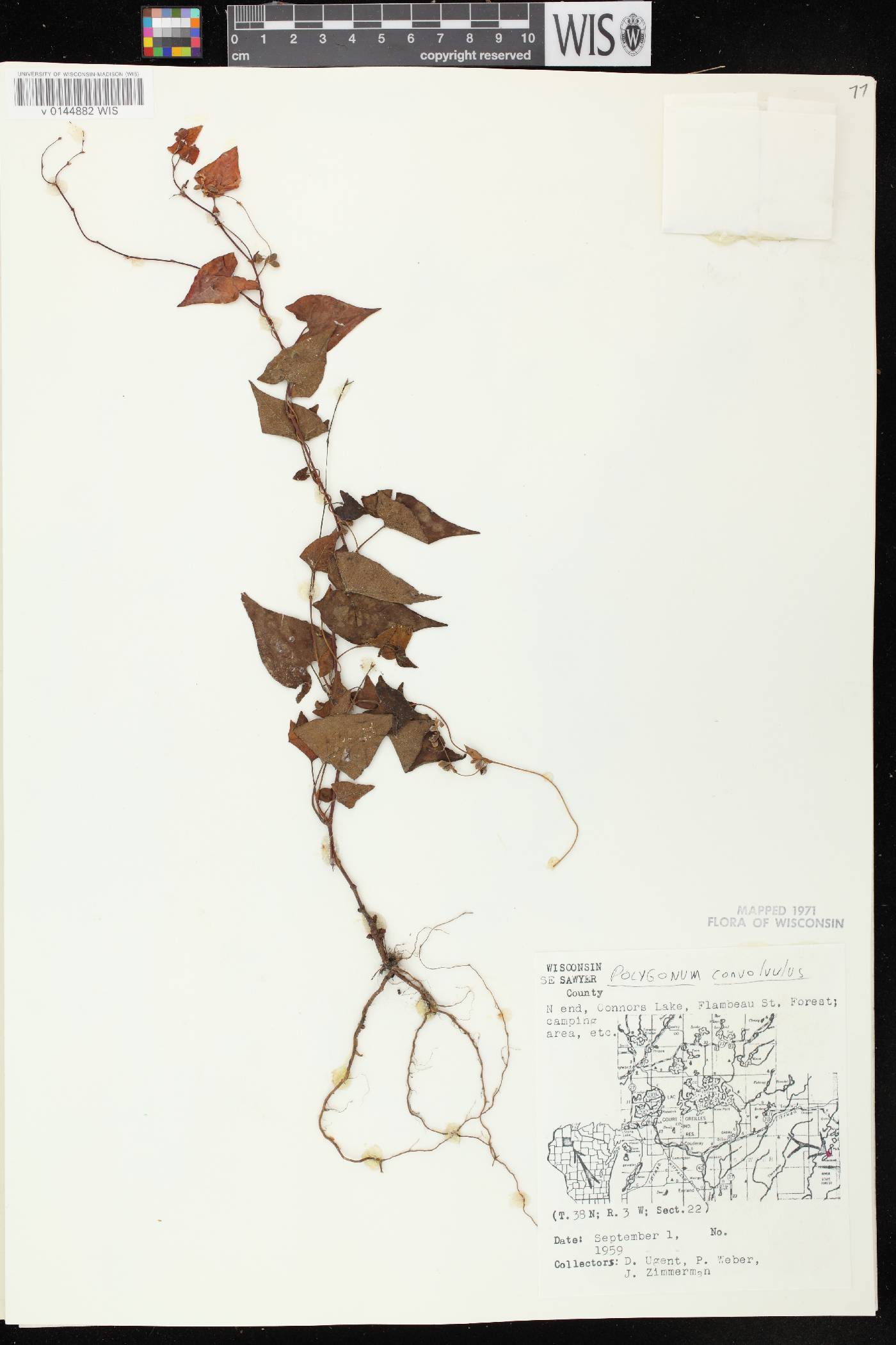 Fallopia convolvulus image