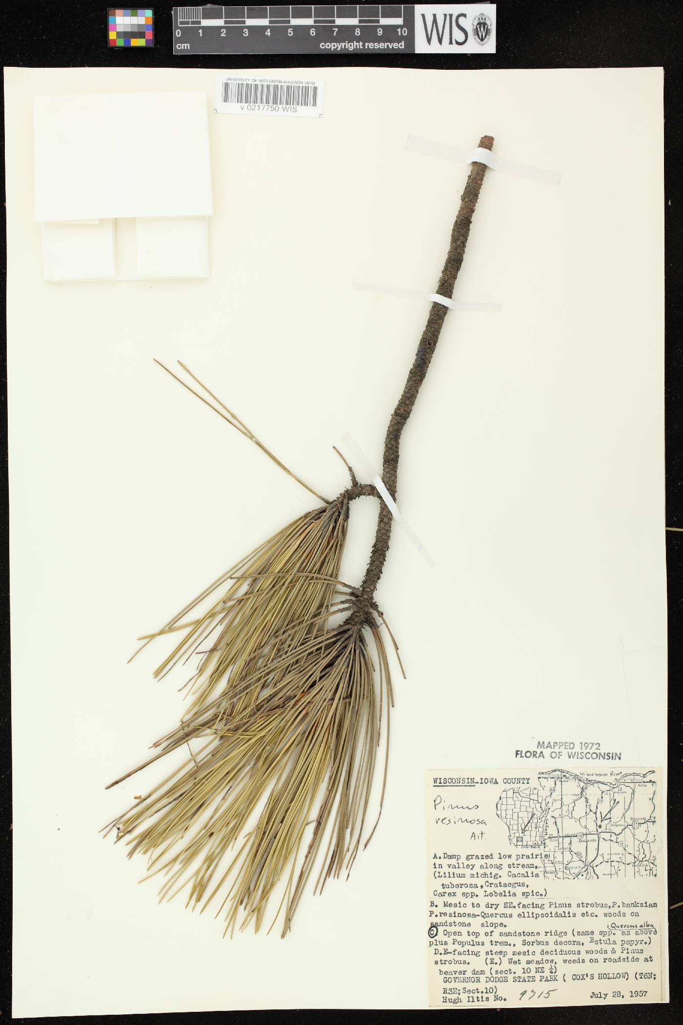 Pinus resinosa image