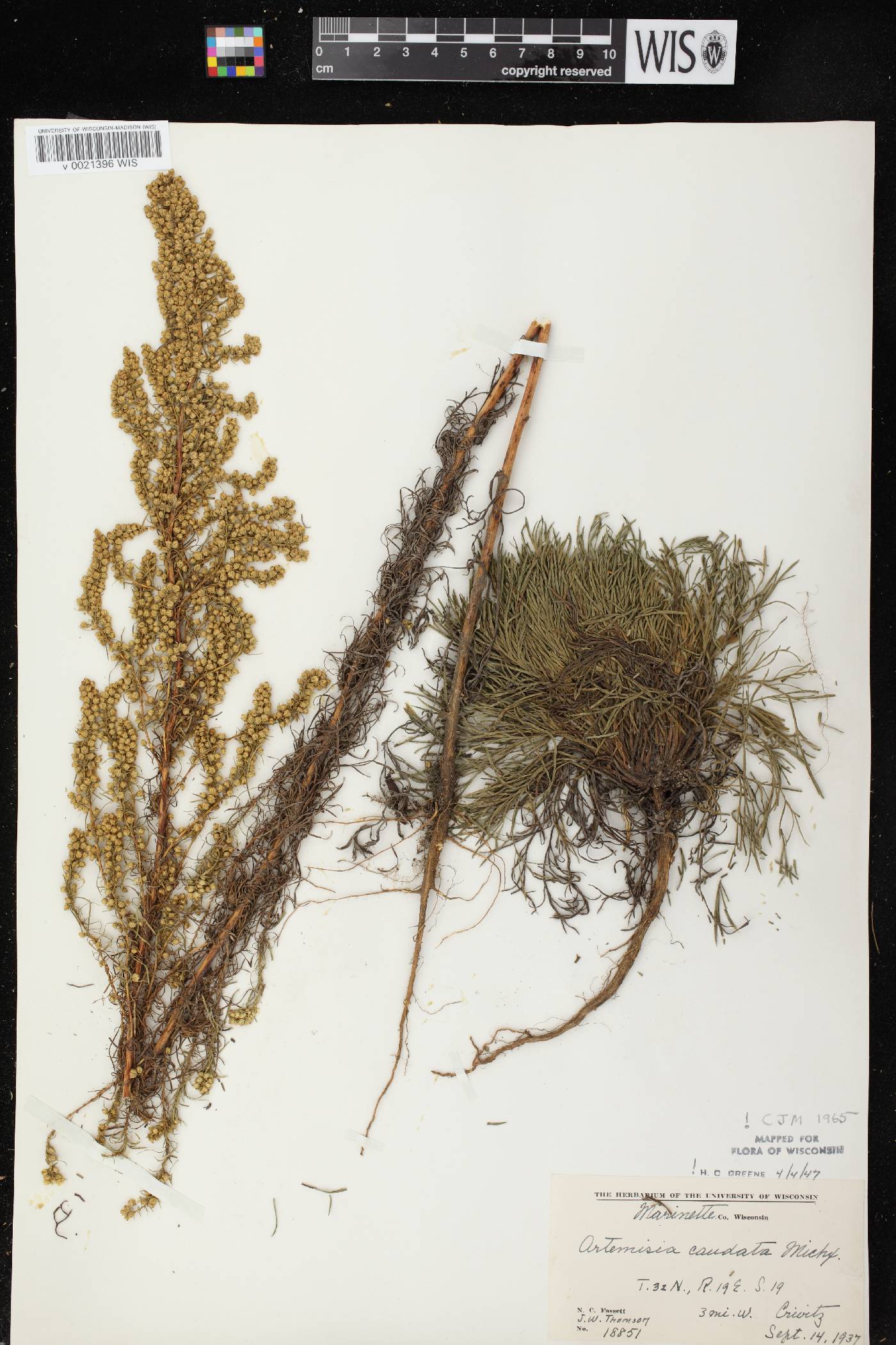 Artemisia campestris image