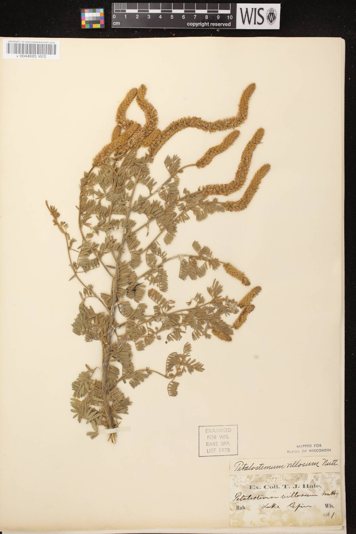 Dalea villosa var. villosa image