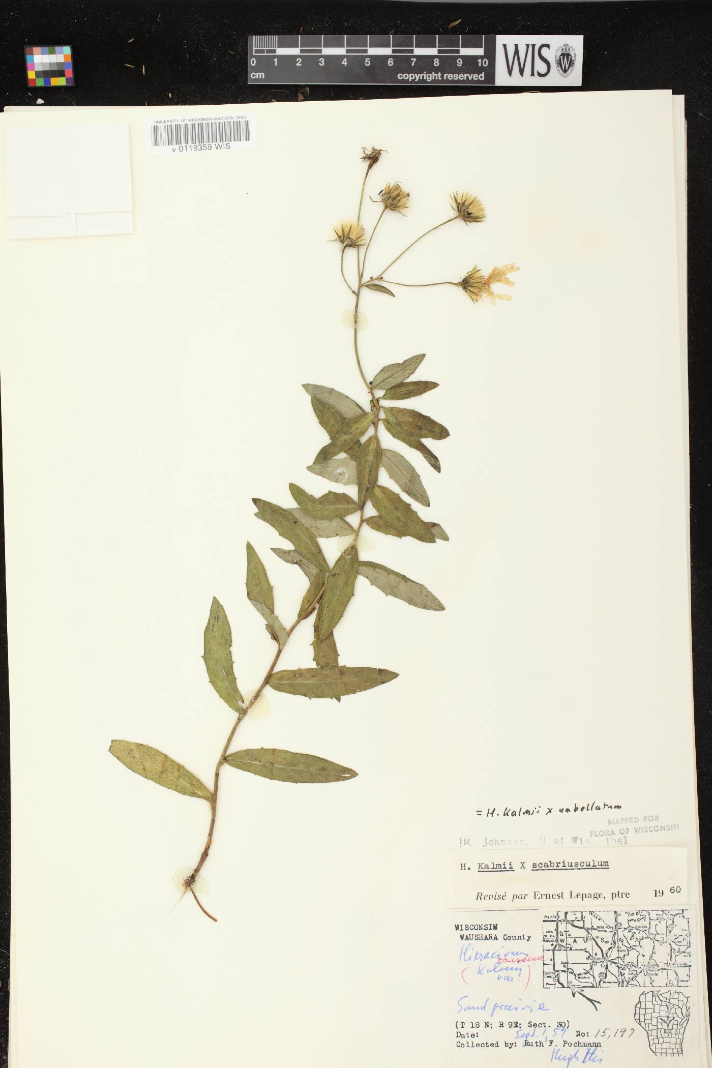 Hieracium umbellatum image