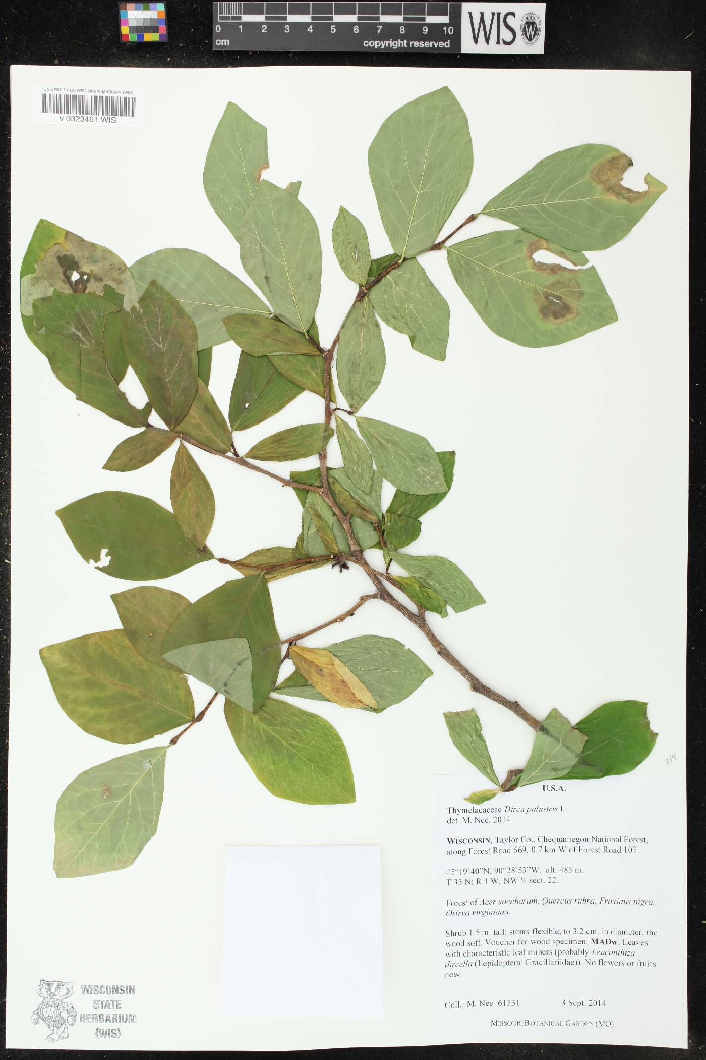 Dirca palustris image