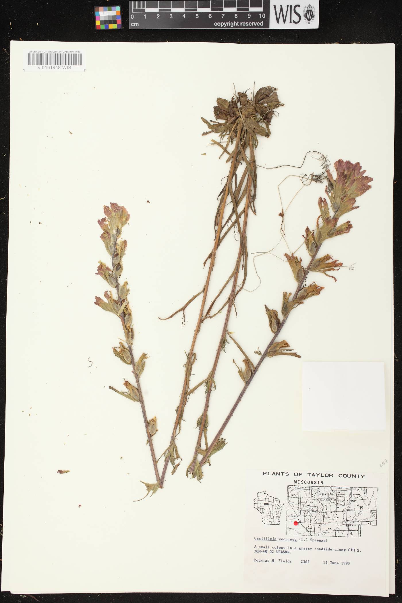 Castilleja coccinea image