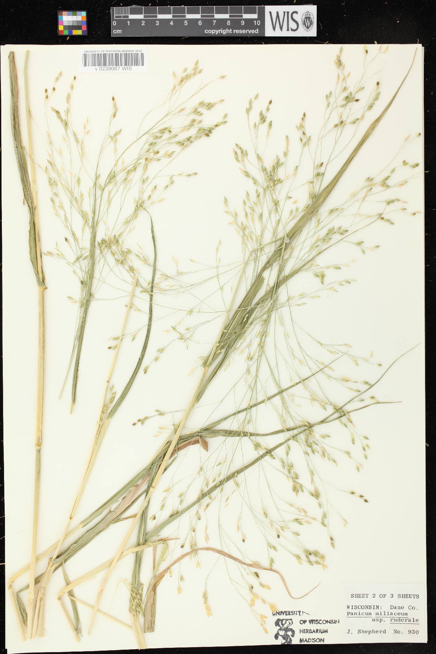 Panicum miliaceum subsp. ruderale image