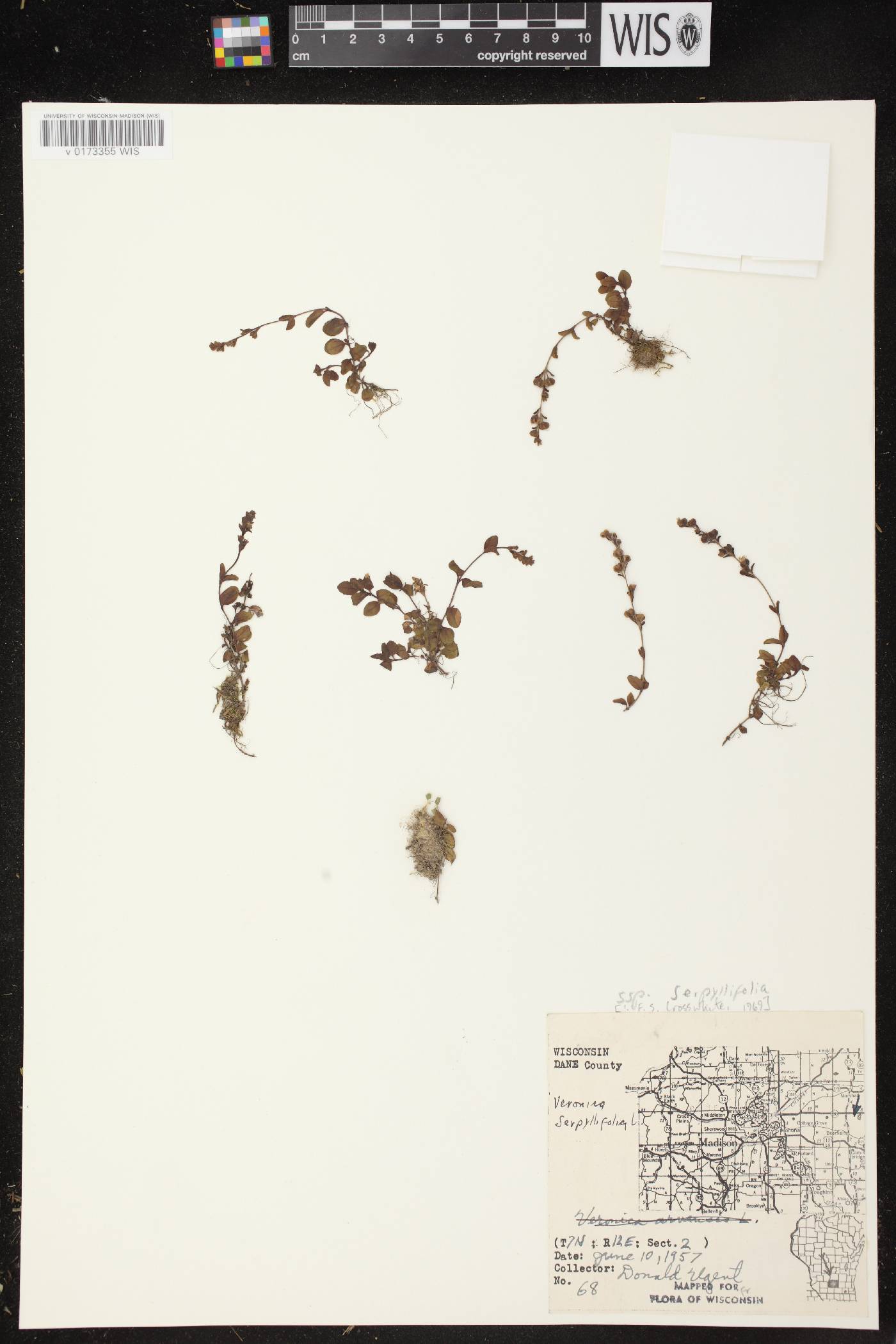 Veronica serpyllifolia subsp. serpyllifolia image